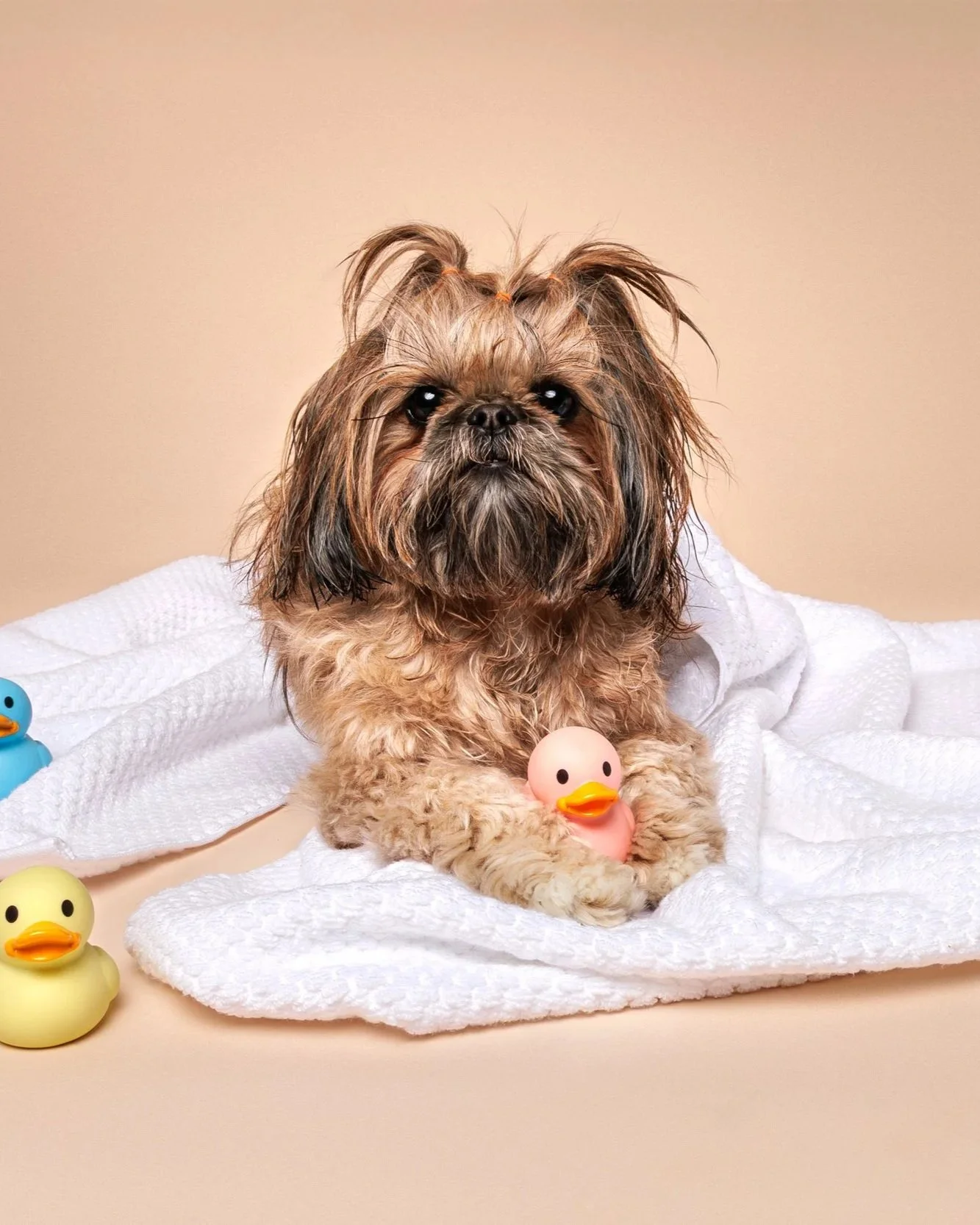 A small fluffy Shih Tzu dog with brown fur and pony tails on a white towel, holding a pink rubber duck. There are rubber ducks and a yellow ball around the dog on a beige surface against a plain background.