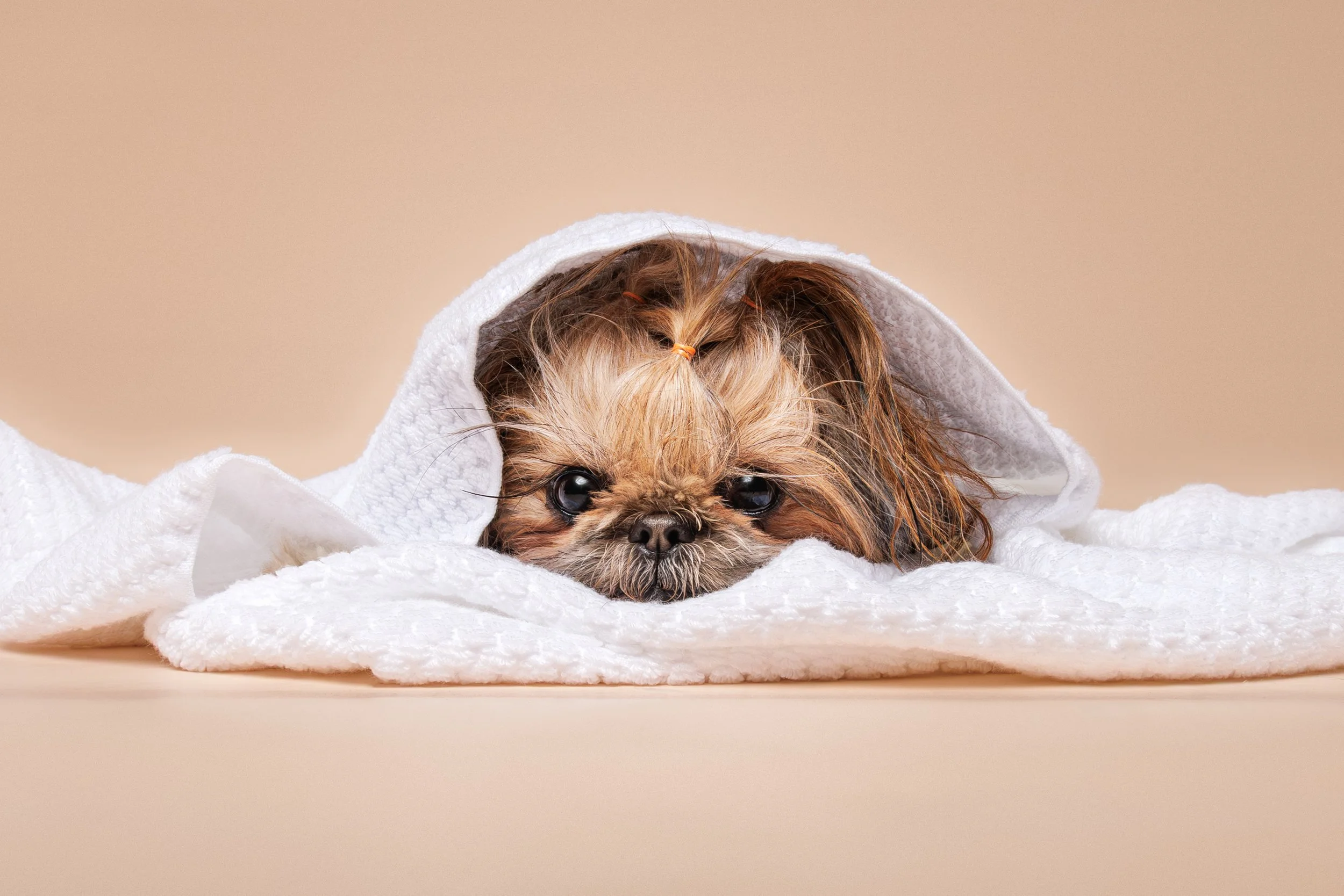 A small Shih Tzu dog with brown fur, lying on a soft white towel. The dog is wearing a white towel or blanket with a hood over its head. The background is plain and beige.