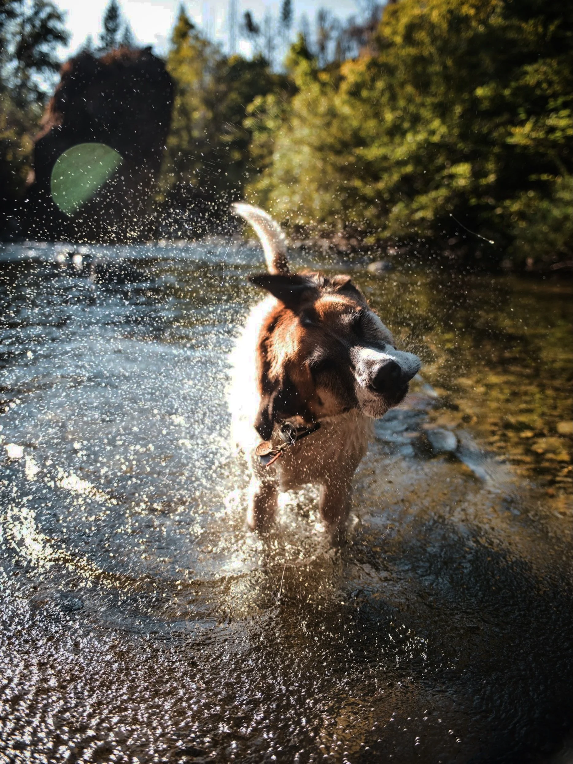 In the case of mess, play on. 
Streamside Farms welcomes modern amenities for residents and pets with a network of trails to catch a morning or afternoon walk and a dedicated pet wash area to keep messes at the park where they belong. 🐾

Built diffe