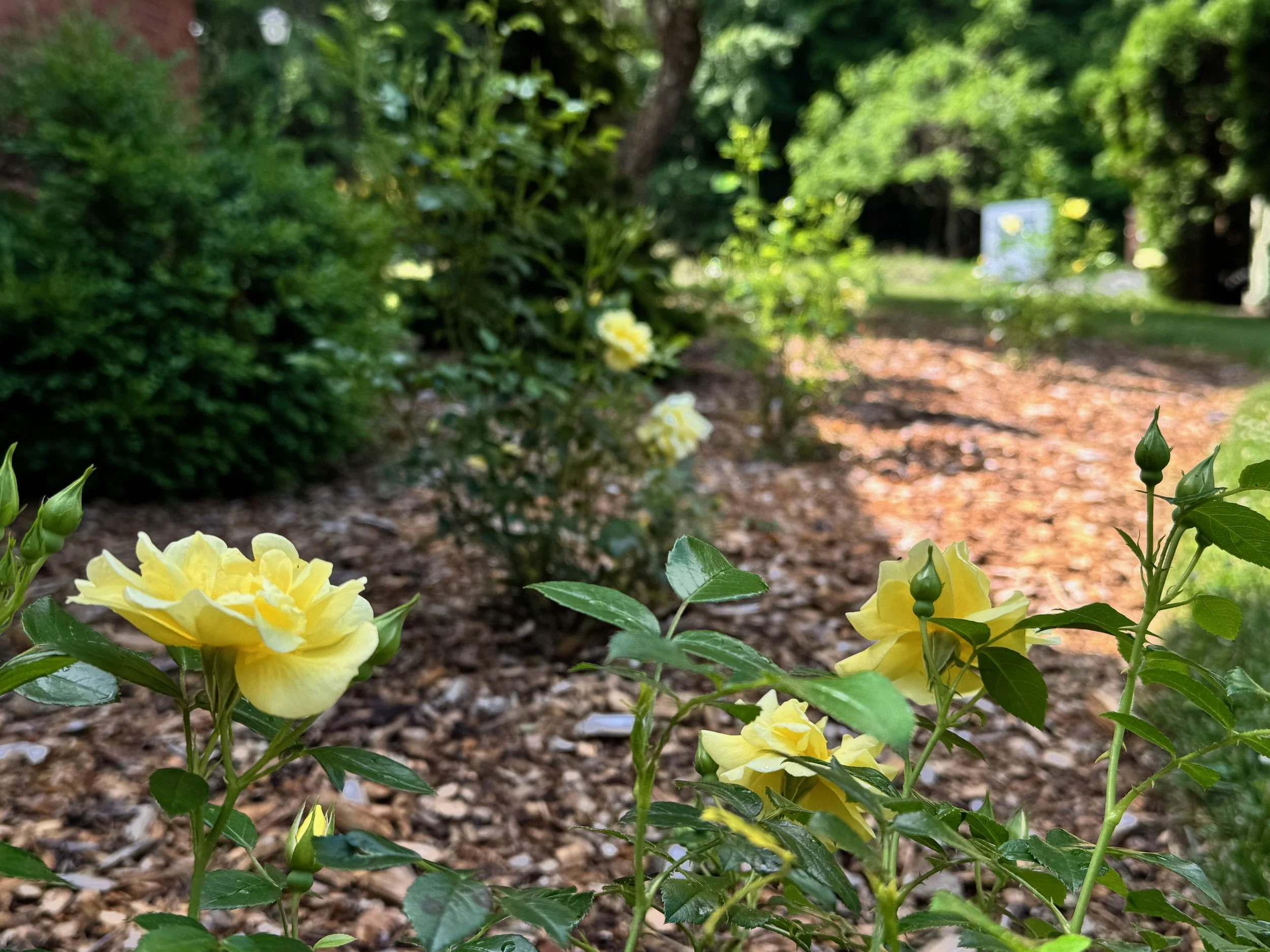 libraryYellowFlowers.jpeg