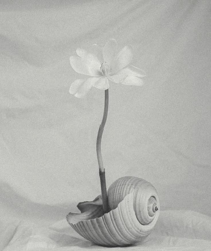 A seashell with an opening at the top, containing a flower with a single stem and multiple petals, against a soft background.