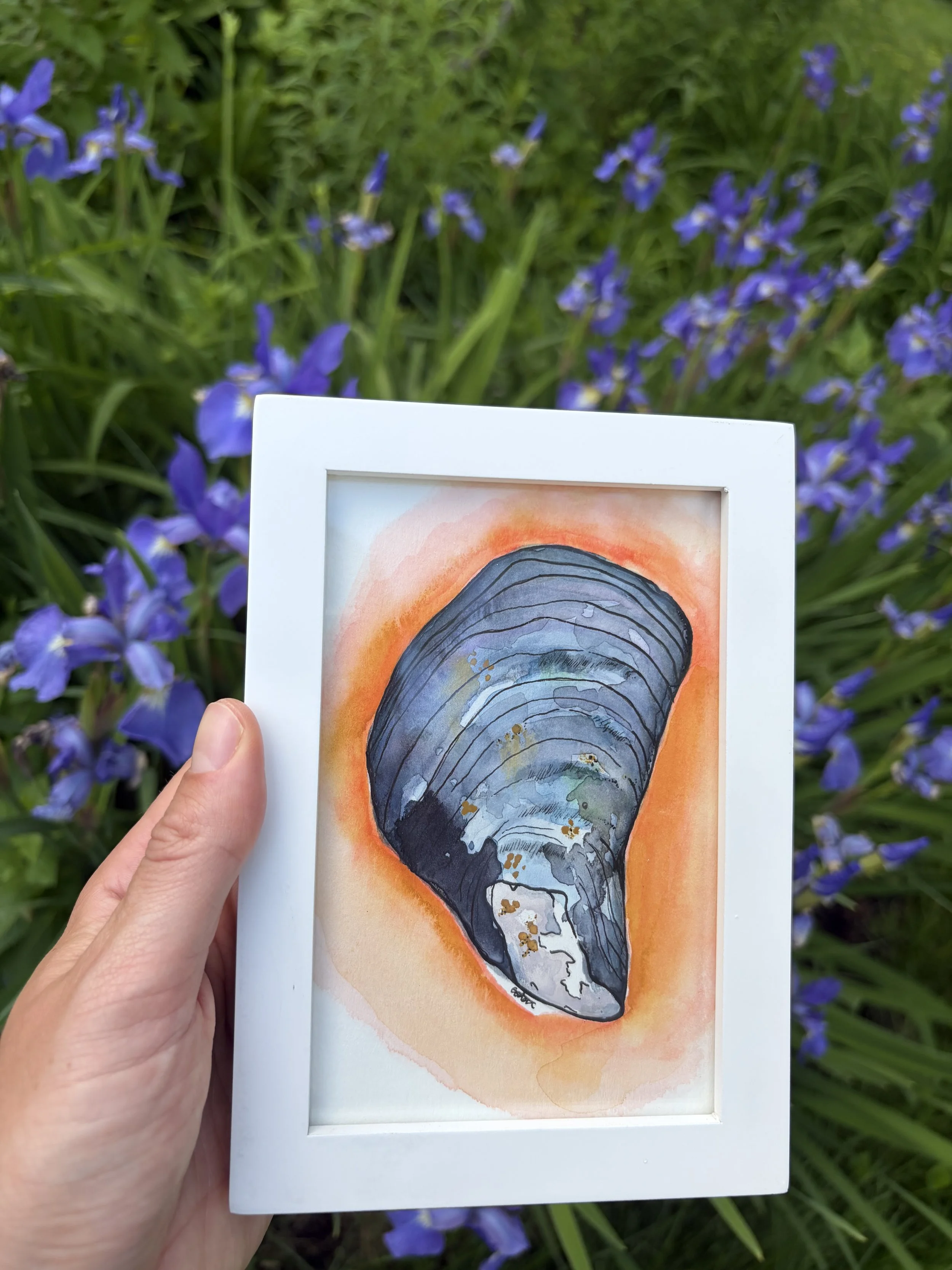Mussel Shell Framed 5X7 Original
