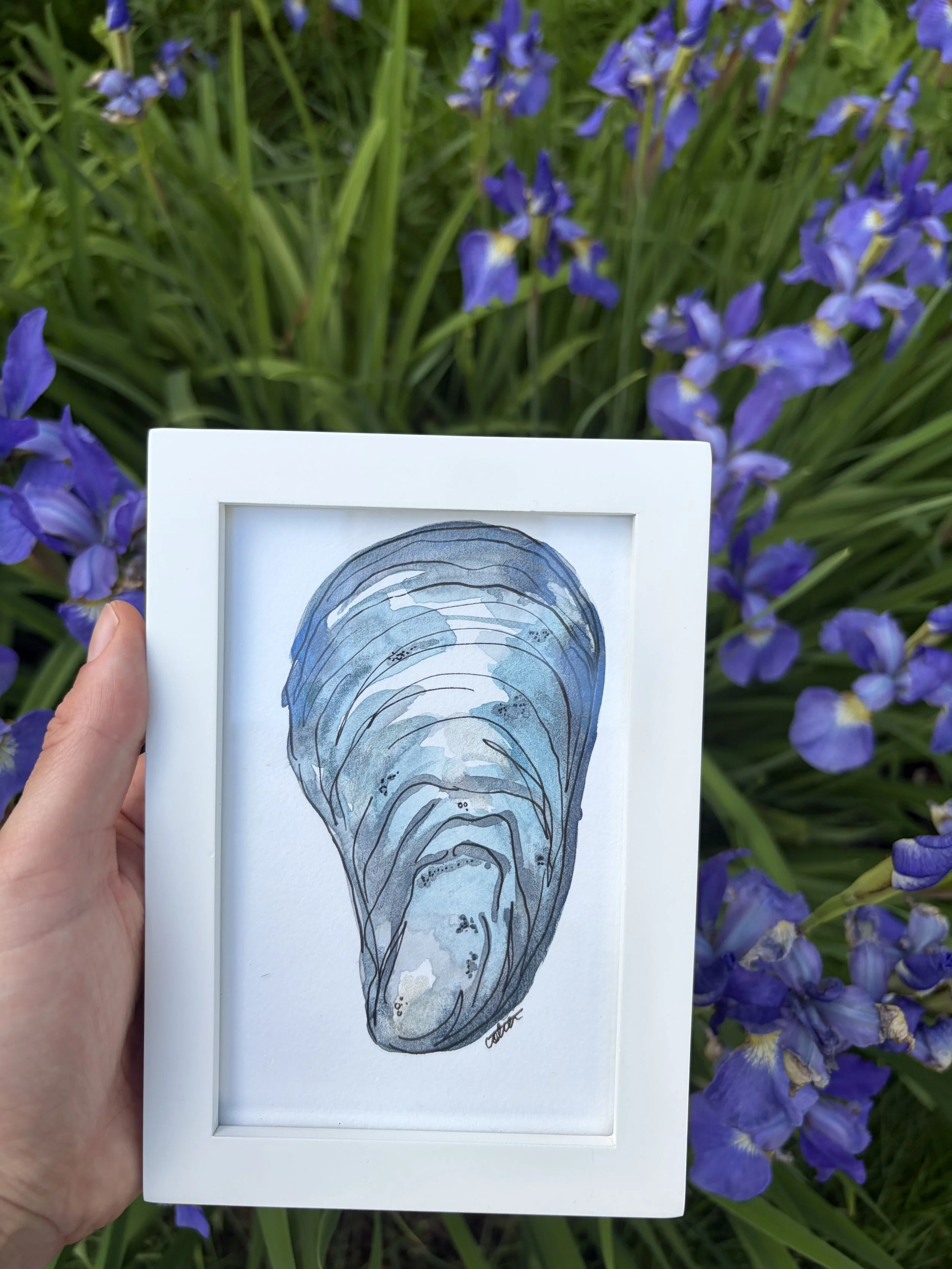 Blue Mussel Shell Framed 5X7 Original