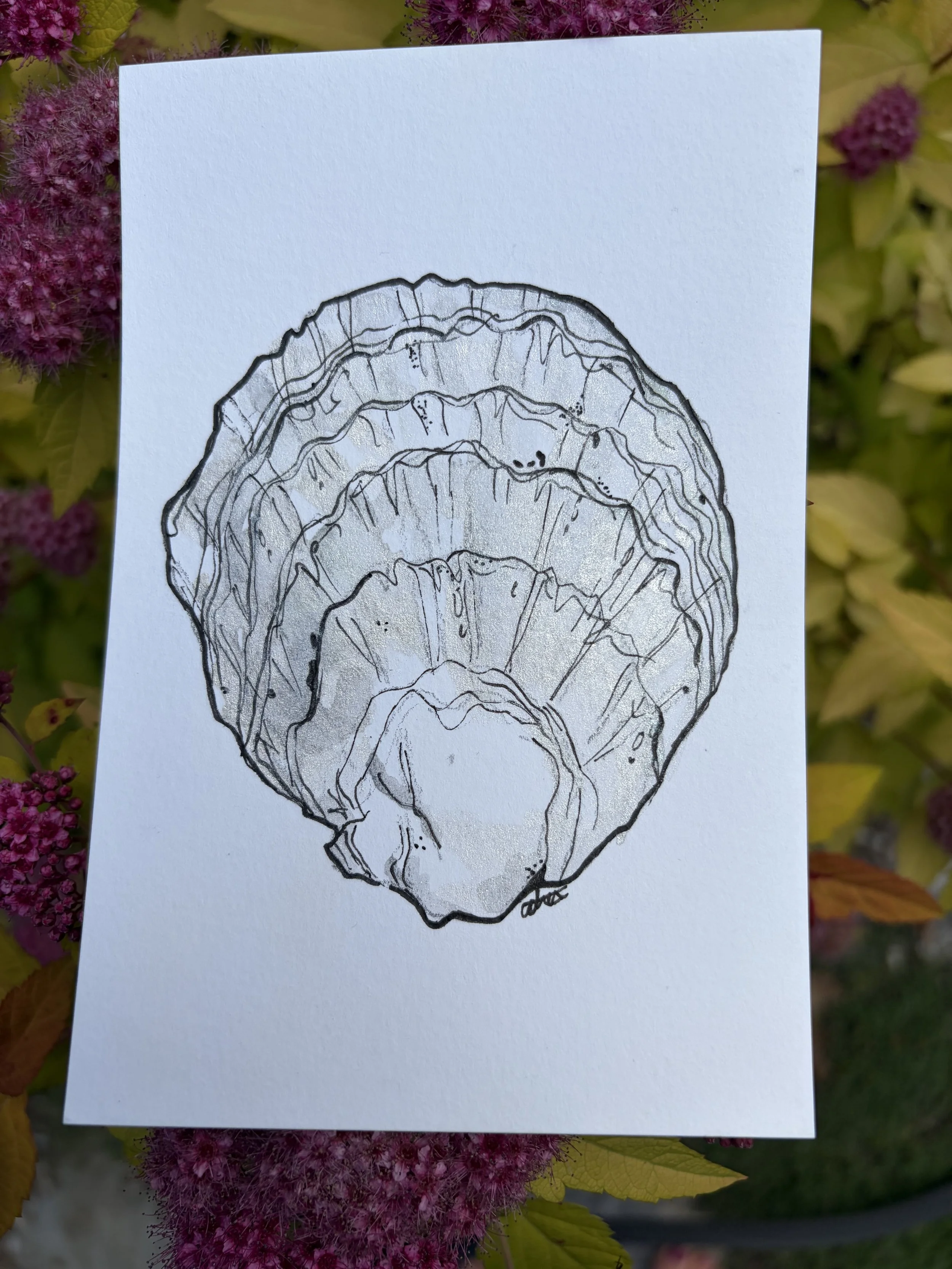 Cliff Island Oyster 4X6 Original