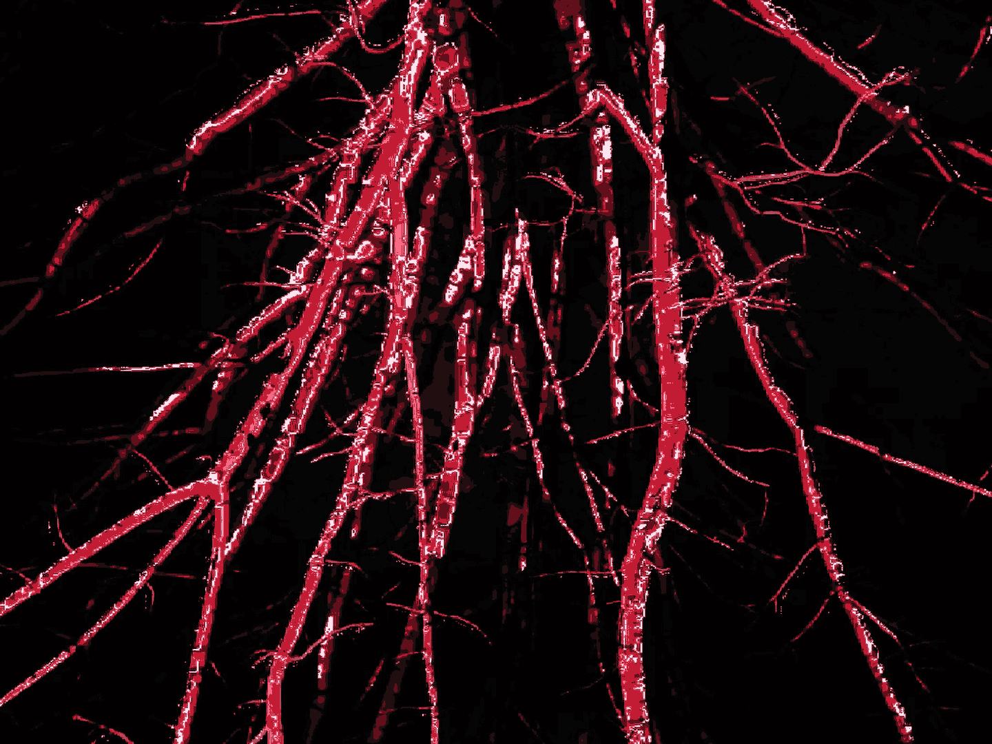 Close-up of glowing red tree branches against a black background.