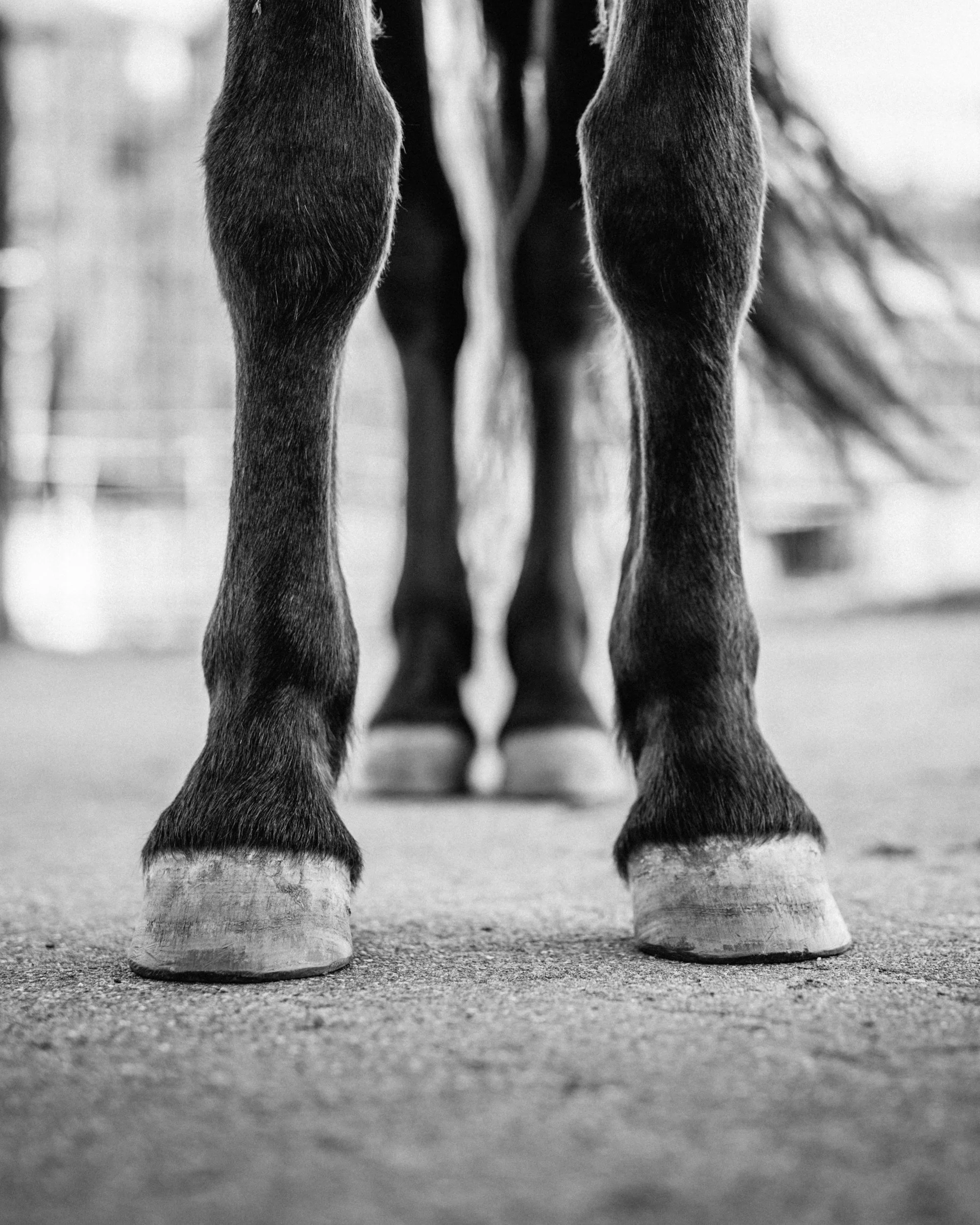 Horse standing in full alignment