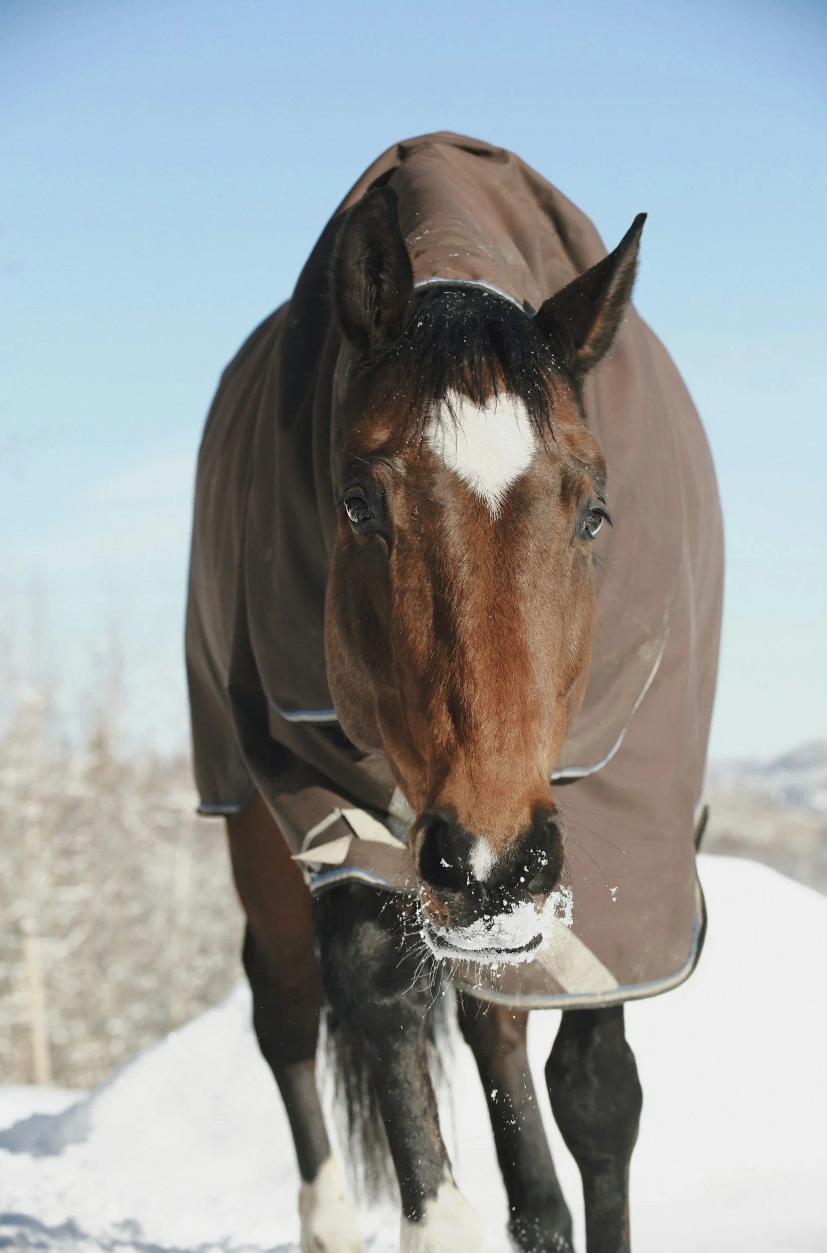 Horse with Heart marking on face