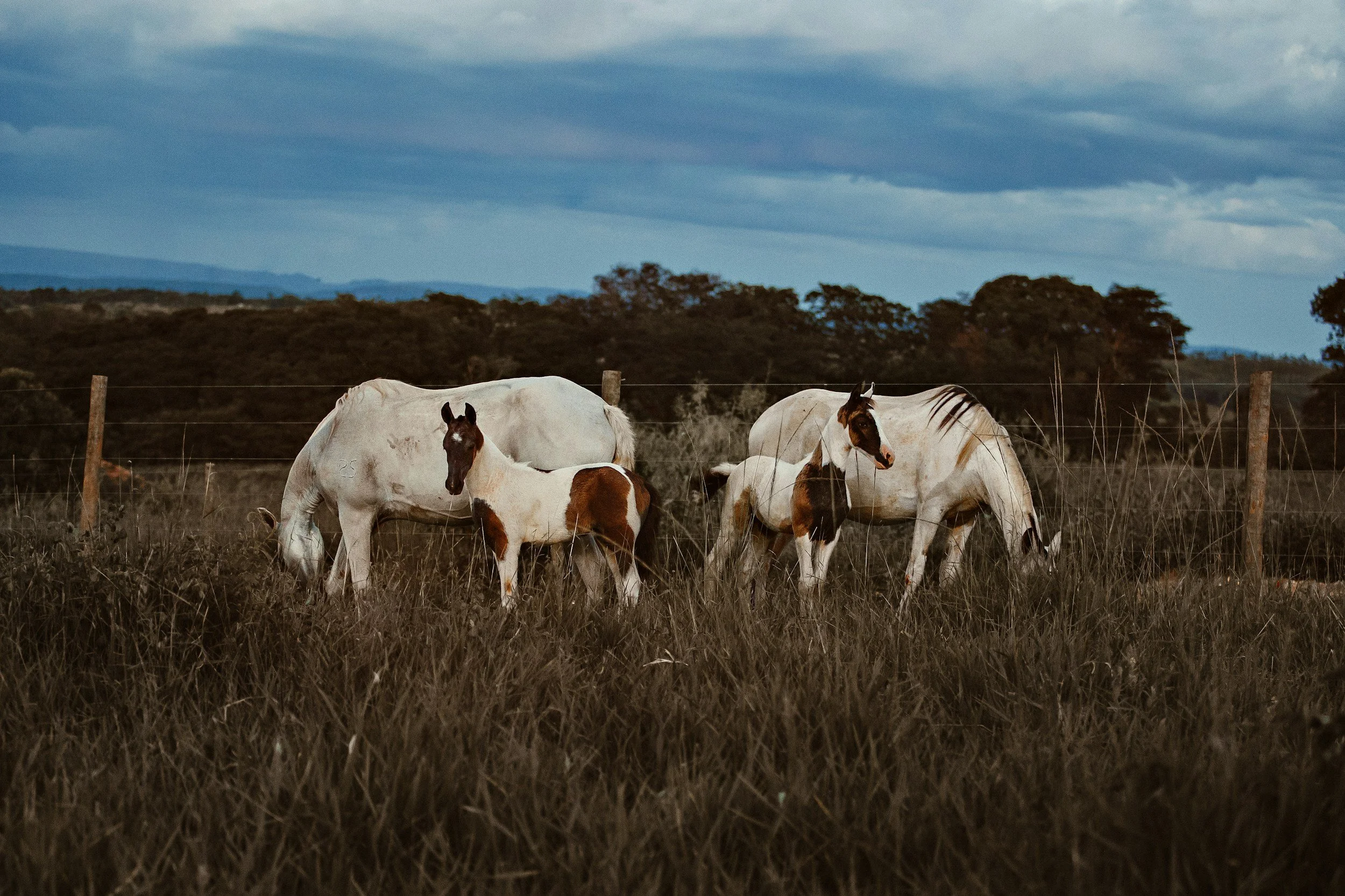 Twin mothers twin foals