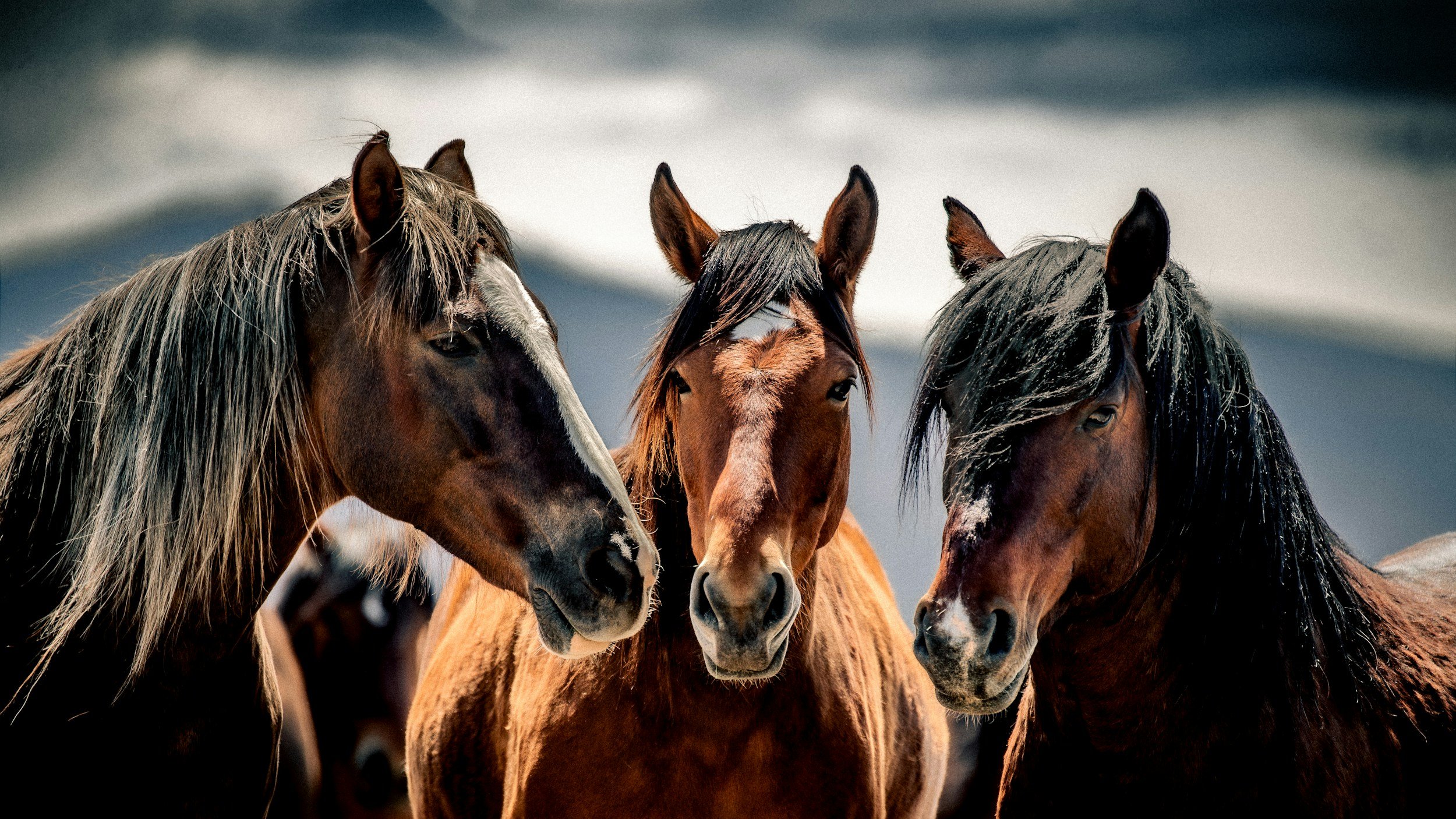 Three horses gathered together