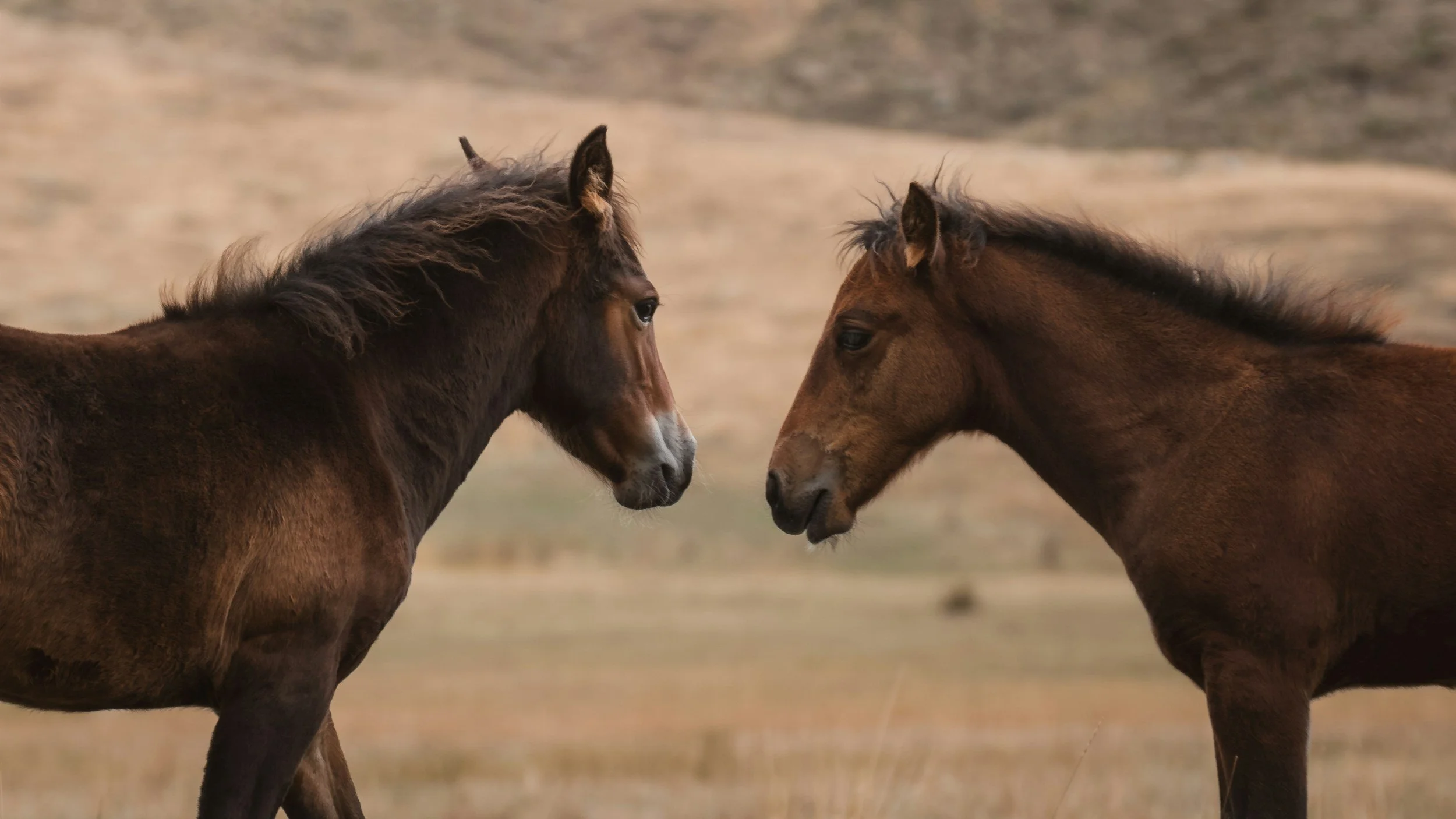 Two horses facing each other in open field