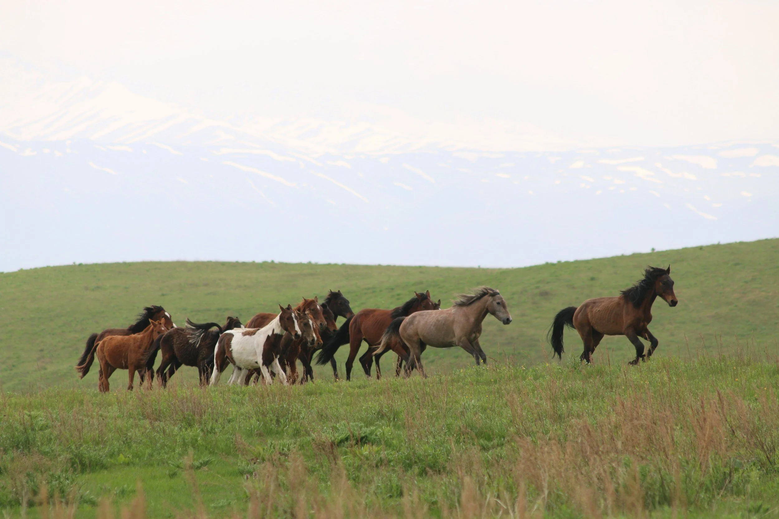 Herd of horses crossing an open field