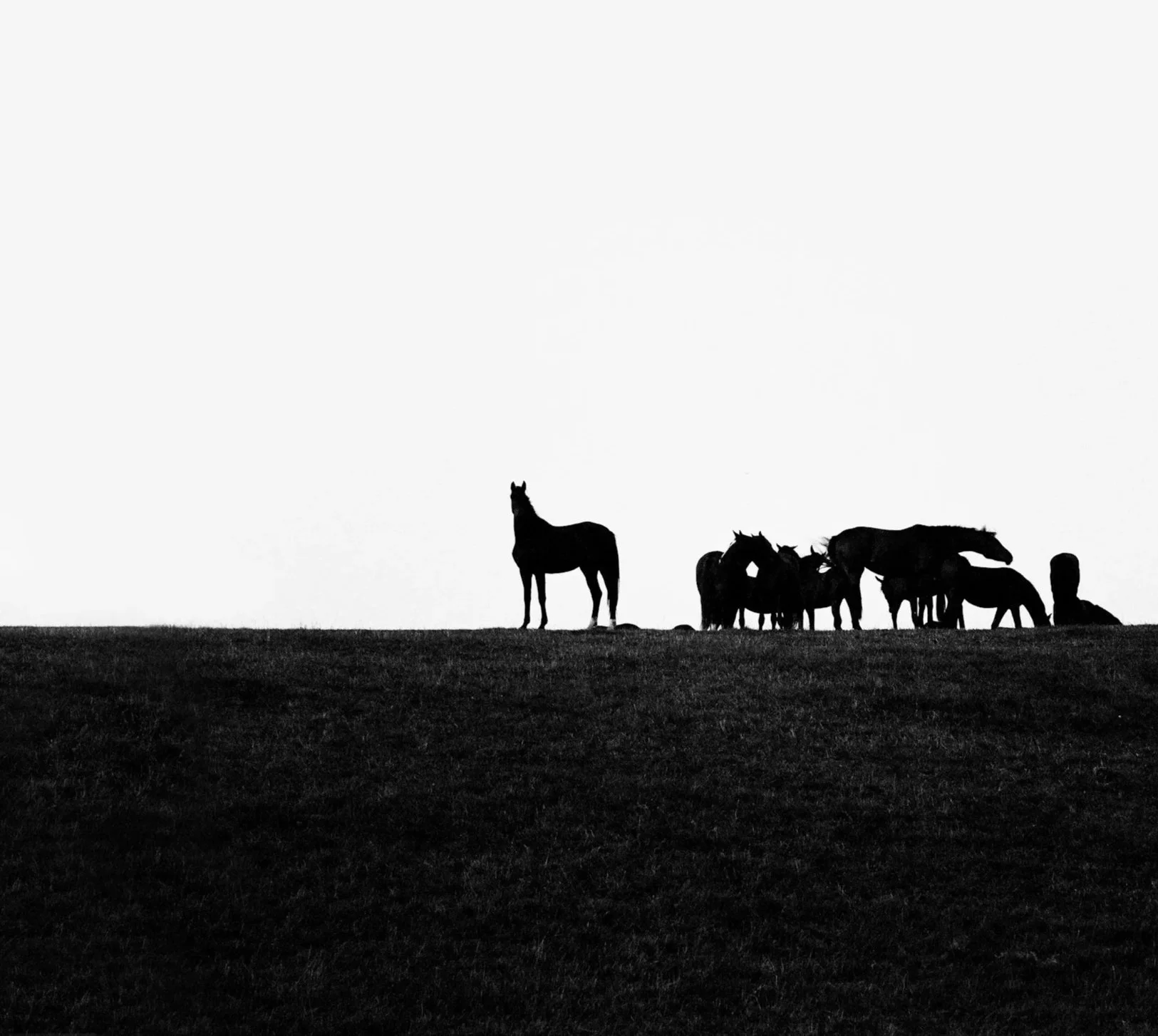 Horse standing apart from a group of horses on a ridge