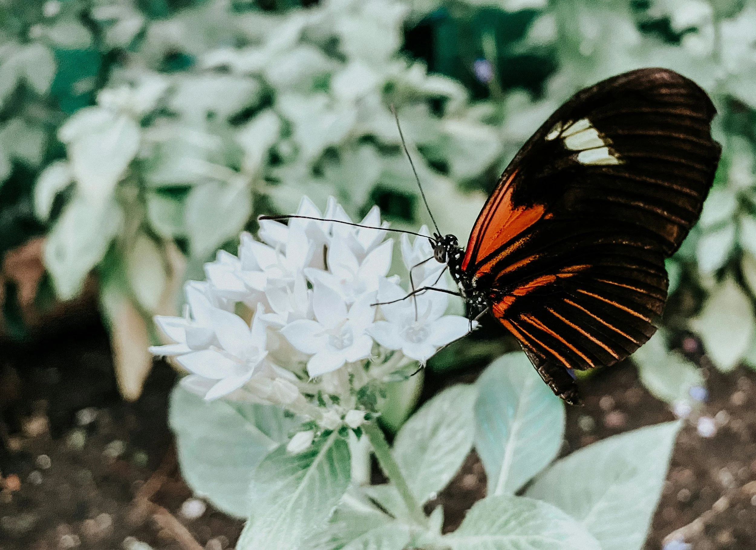 Close-up of a butterfly with orange and black wings perched on a white flower, with green foliage in the background.