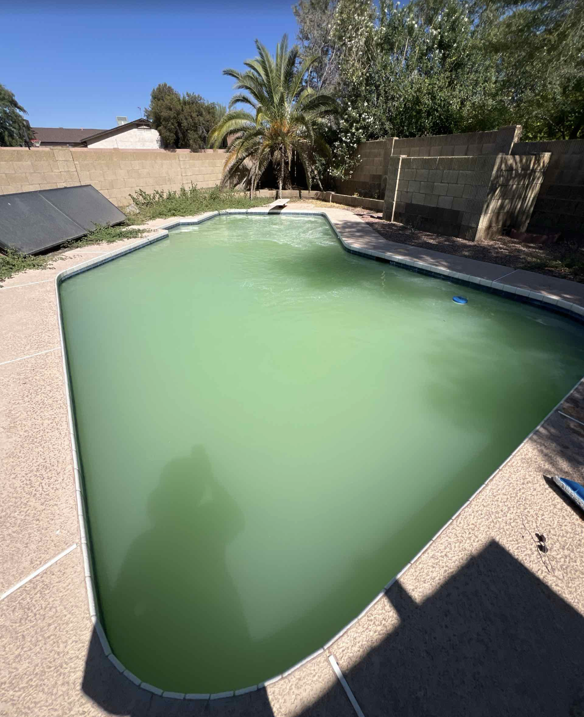 Empty swimming pool with green water in a backyard, surrounded by a beige concrete deck, with a palm tree and bushes in the background under a blue sky.