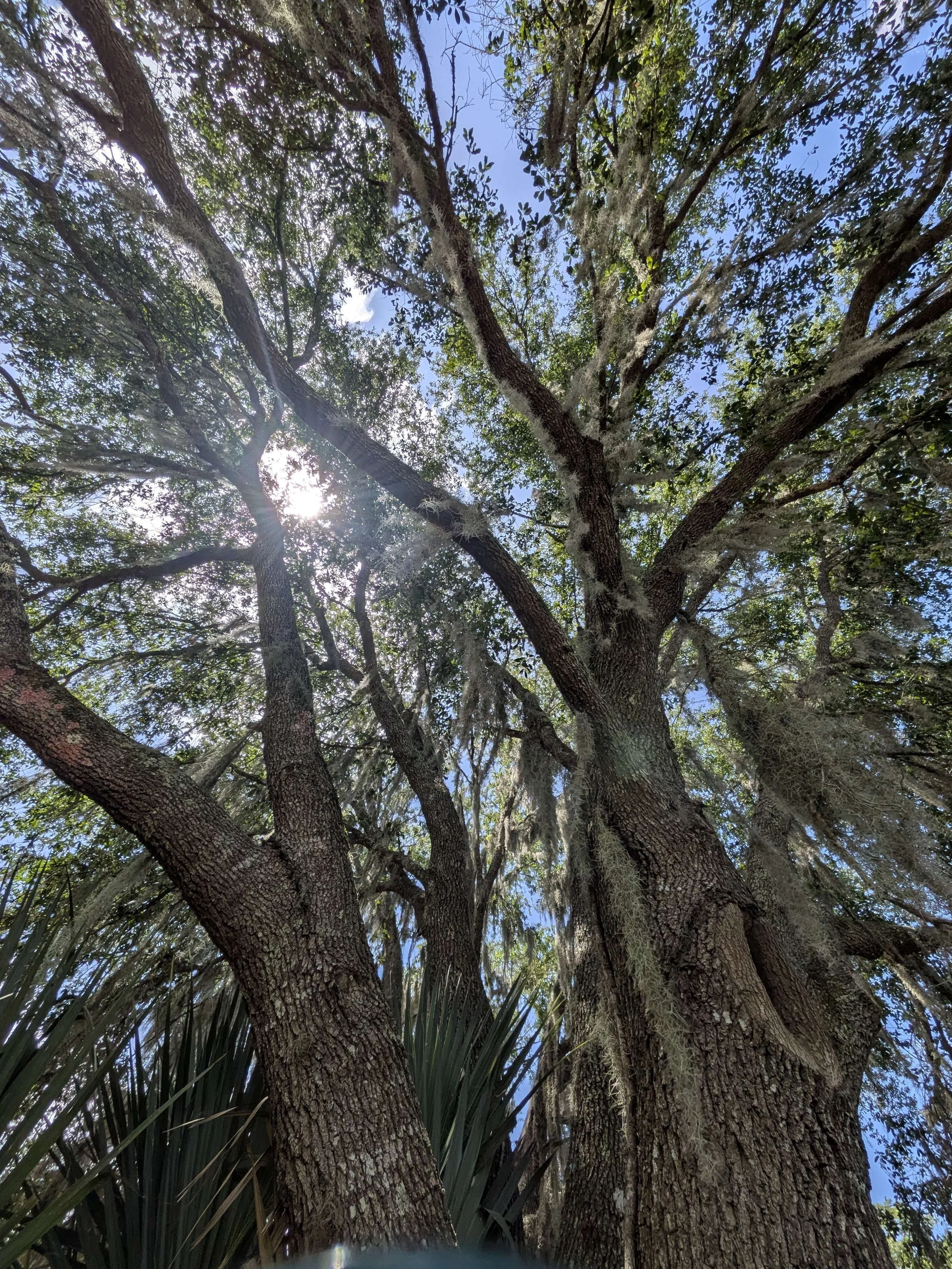 Looking up at tall trees with thick bark and hanging moss, with the sun partially hidden behind the branches and leaves, and a bright blue sky in the background.