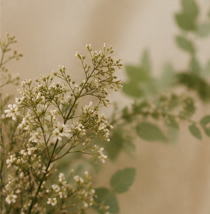 Close-up of white flowering plant with small blossoms and green leaves in background.