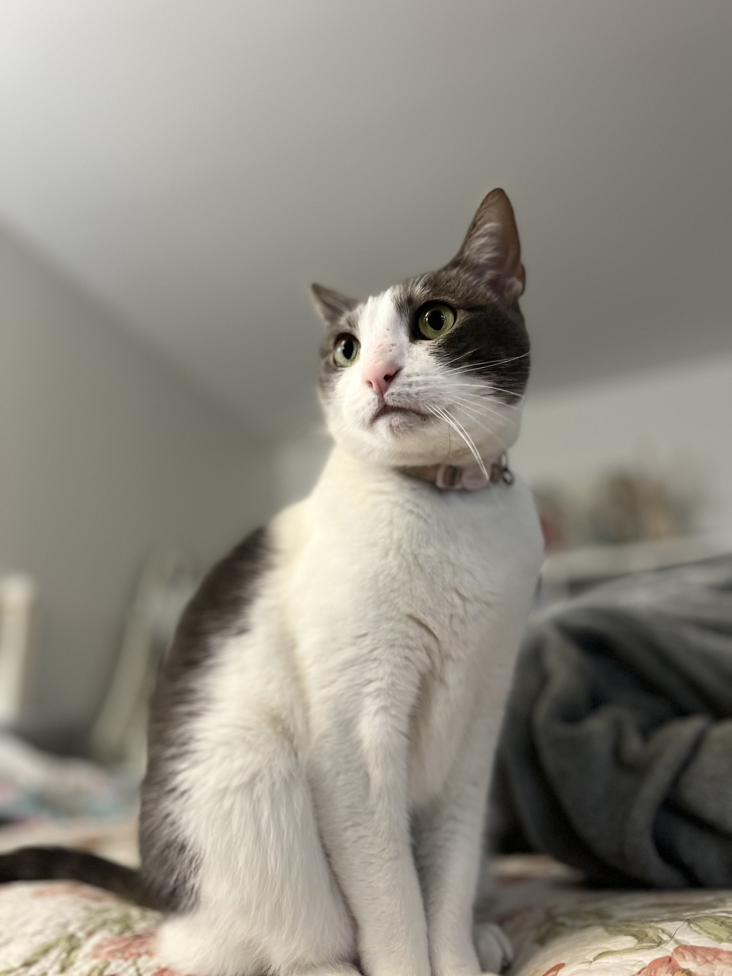 Gray cat