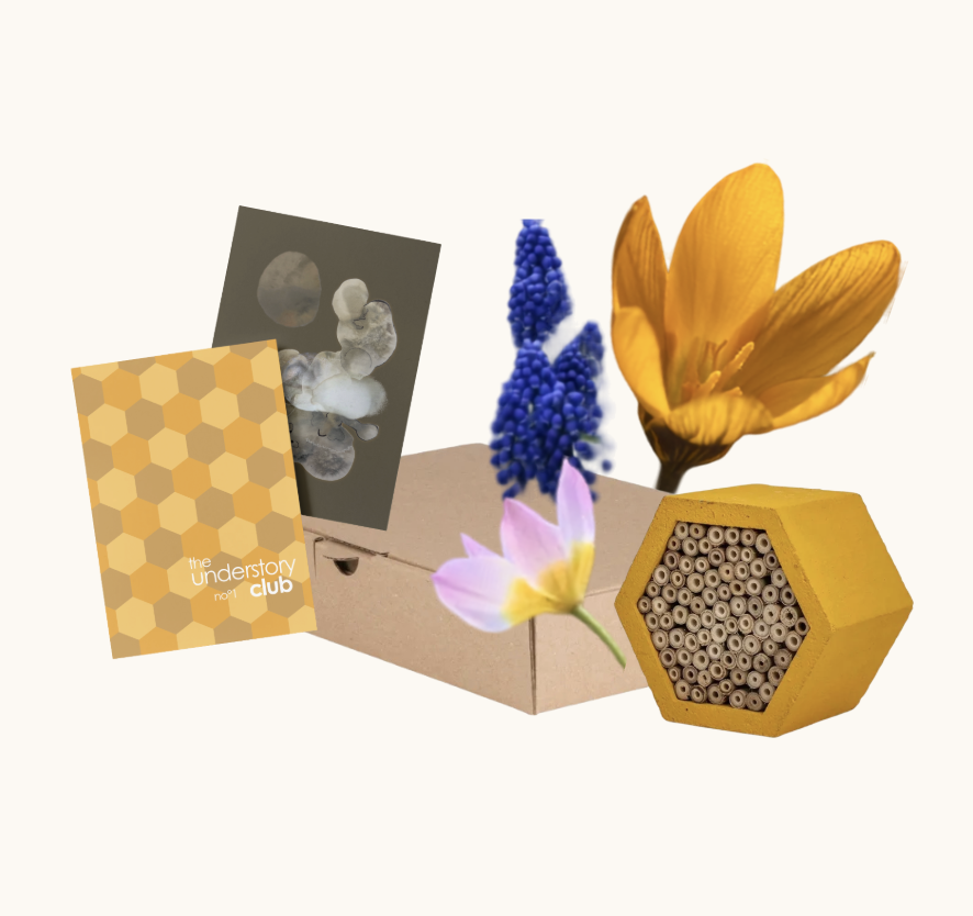 Edition no°1 | The wild bee