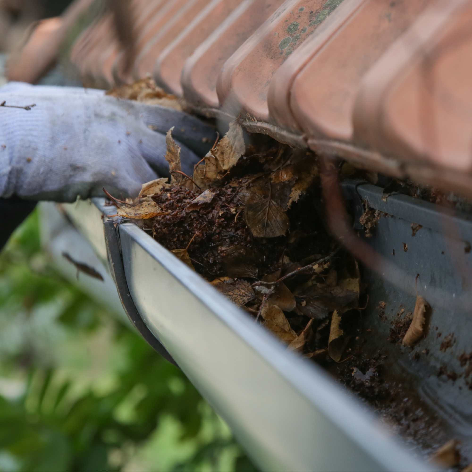 Close-up of a roof gutter filled with fallen leaves and debris, with a section of a corrugated roof visible.