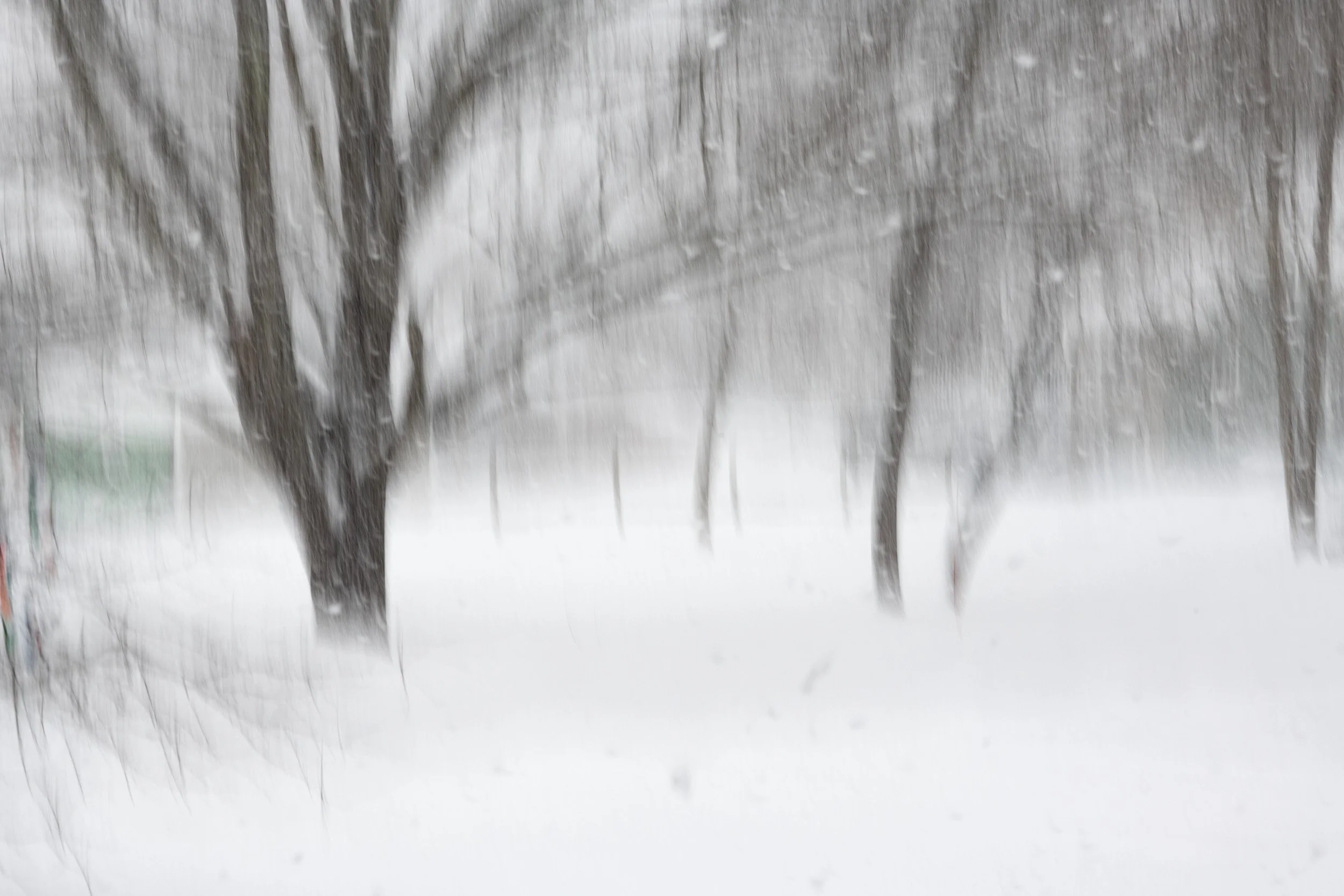 Motion & Blur-014-Trees in Snow.jpg