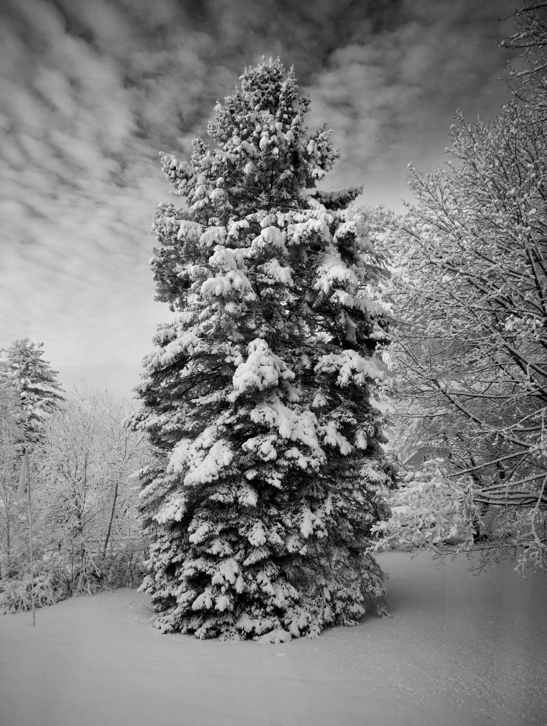 B&W-Infrared-015-Summit Spruce.jpg