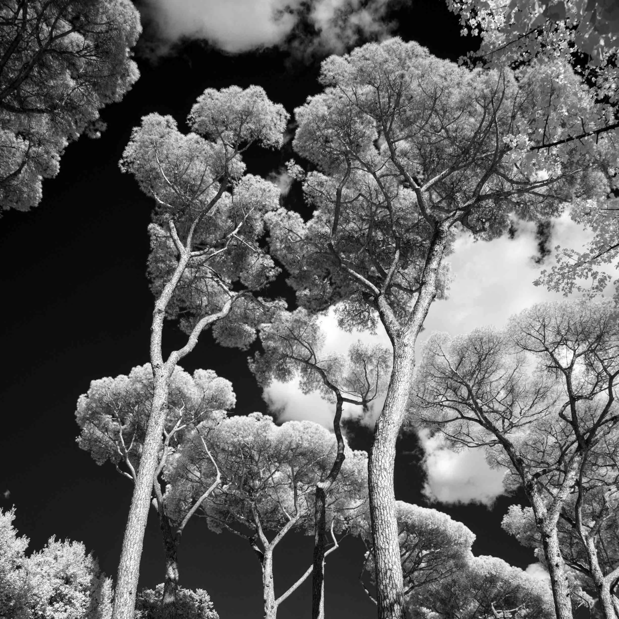 B&W-Infrared-005-Umbrella Pines.jpg