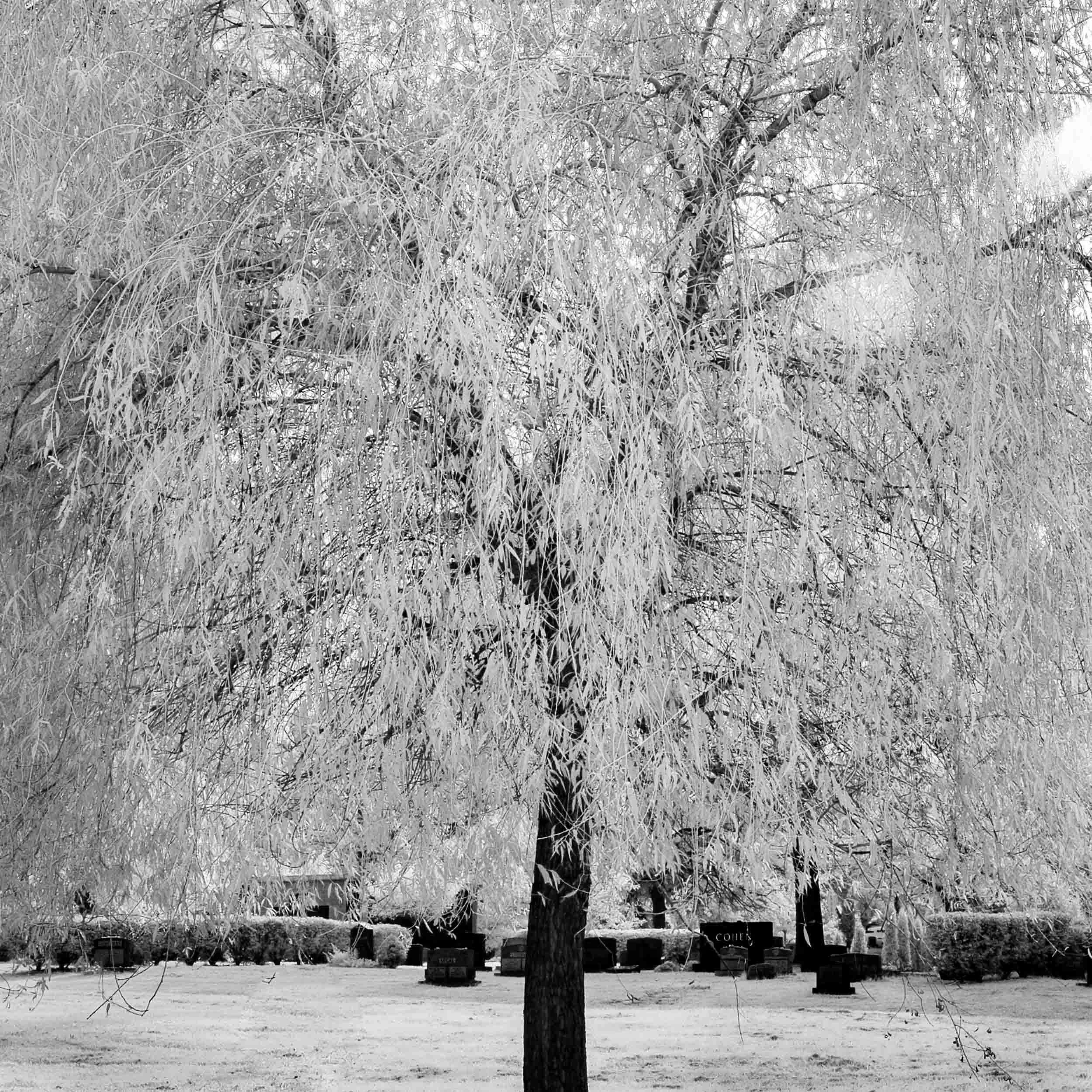 B&W-Infrared-002-Cemetery Tree.jpg