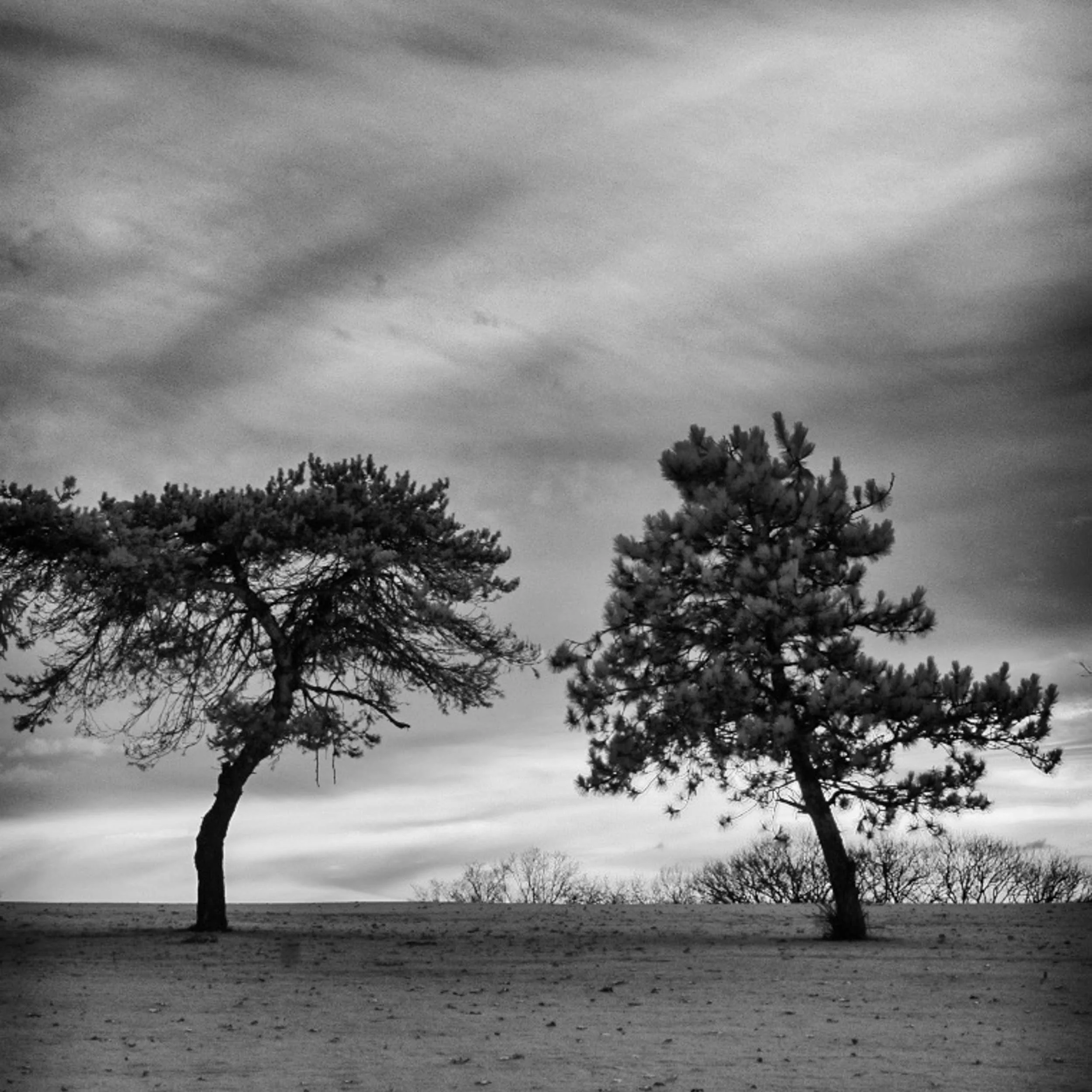 B&W-Infrared-003-Two Trees.jpg