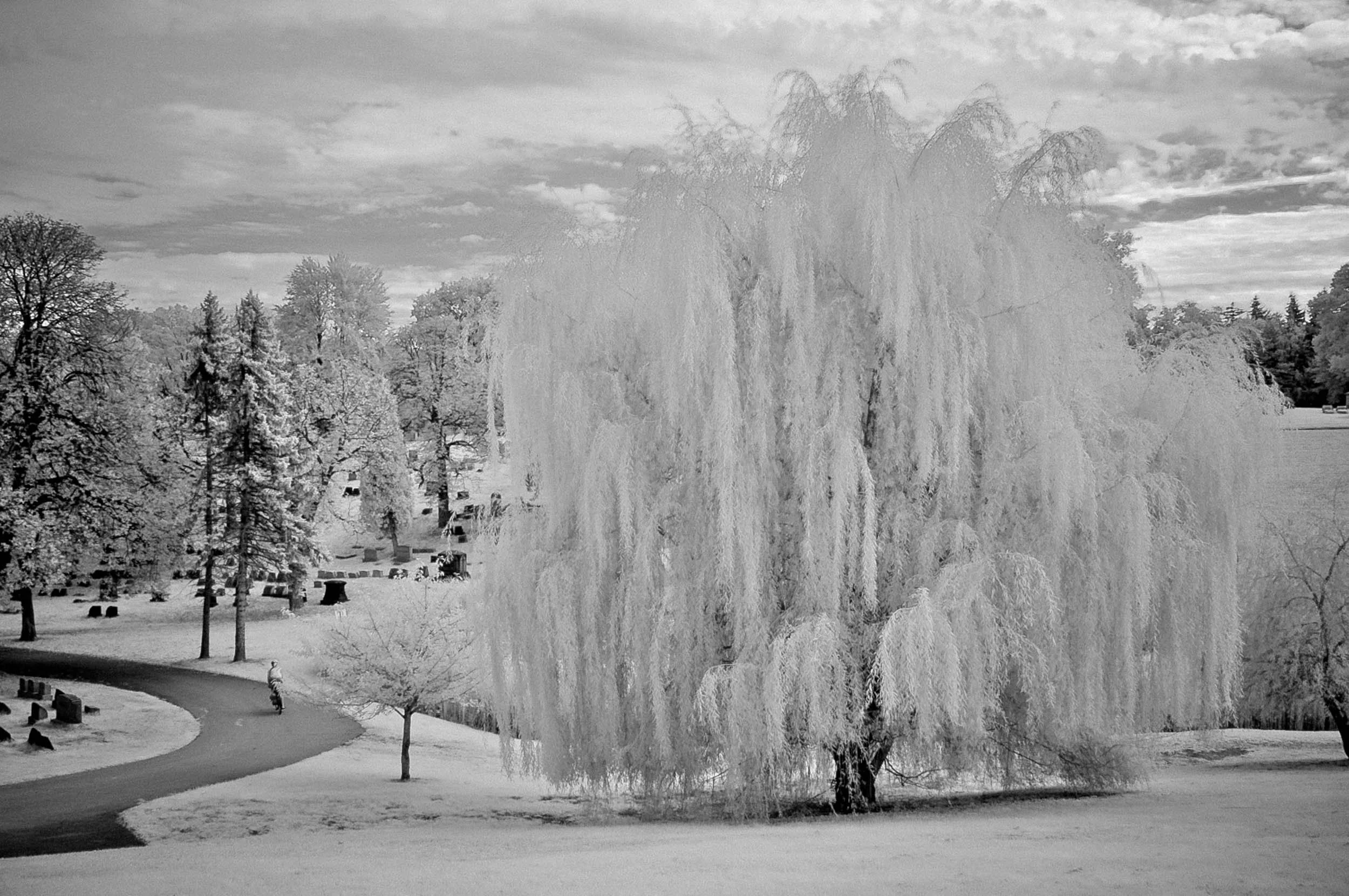 B&W-Infrared-001-Homewood Cemetery.jpg