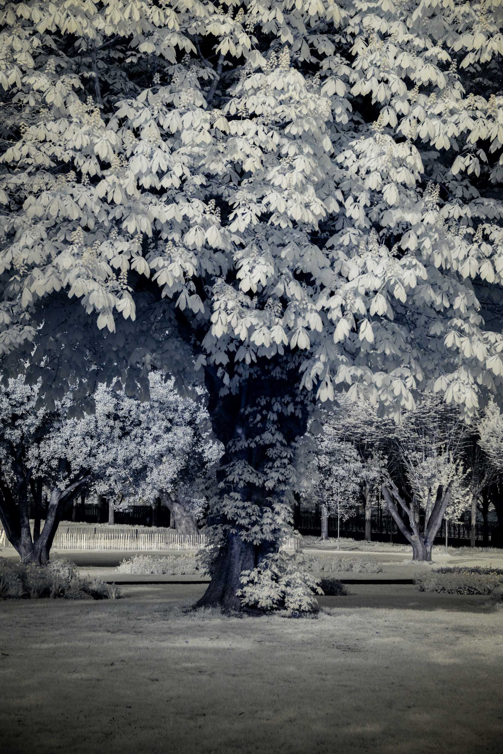 B&W-Infrared-013-Dublin Tree.jpg