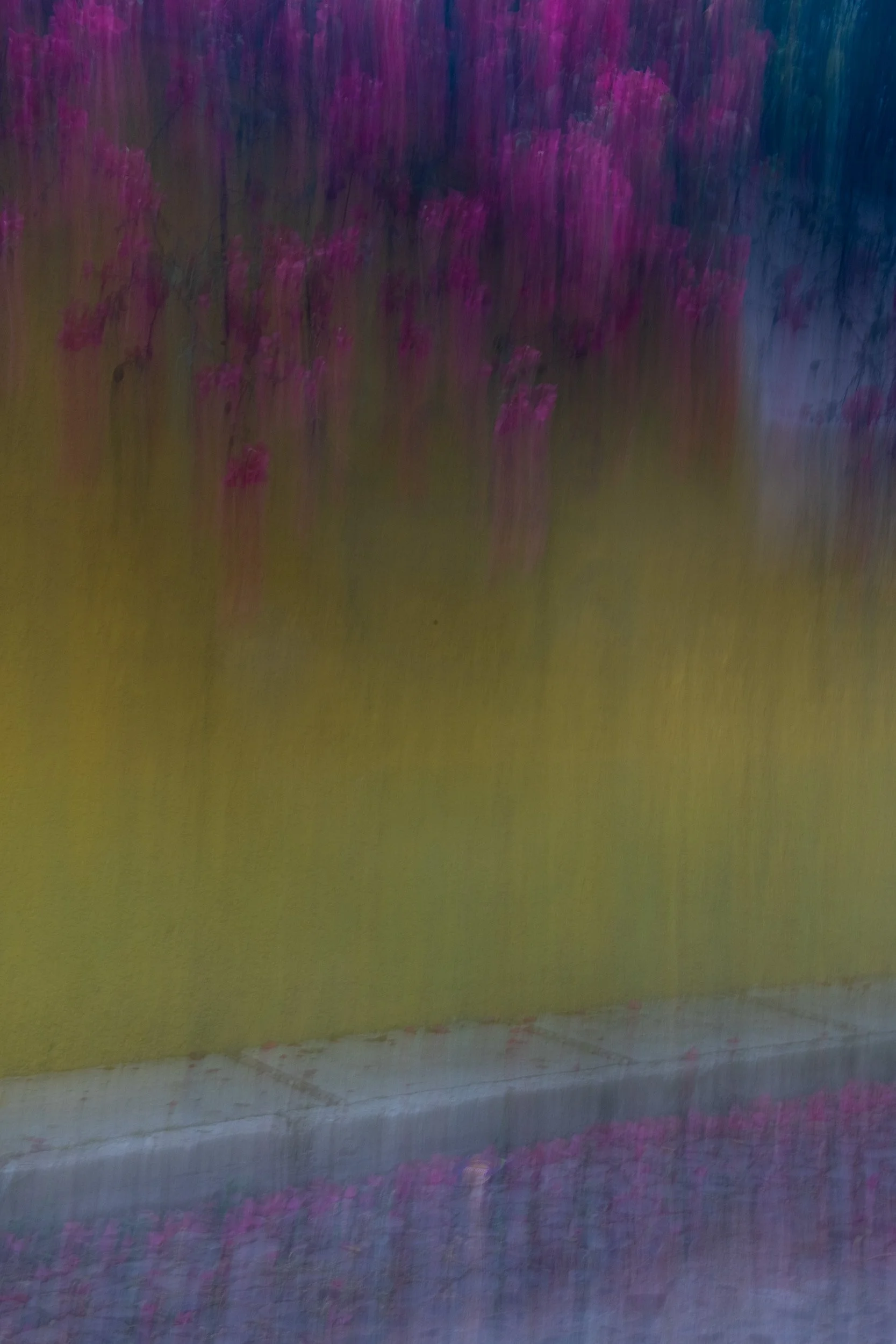 Motion & Blur-010-Bougainvillea on Yellow Wall.jpg
