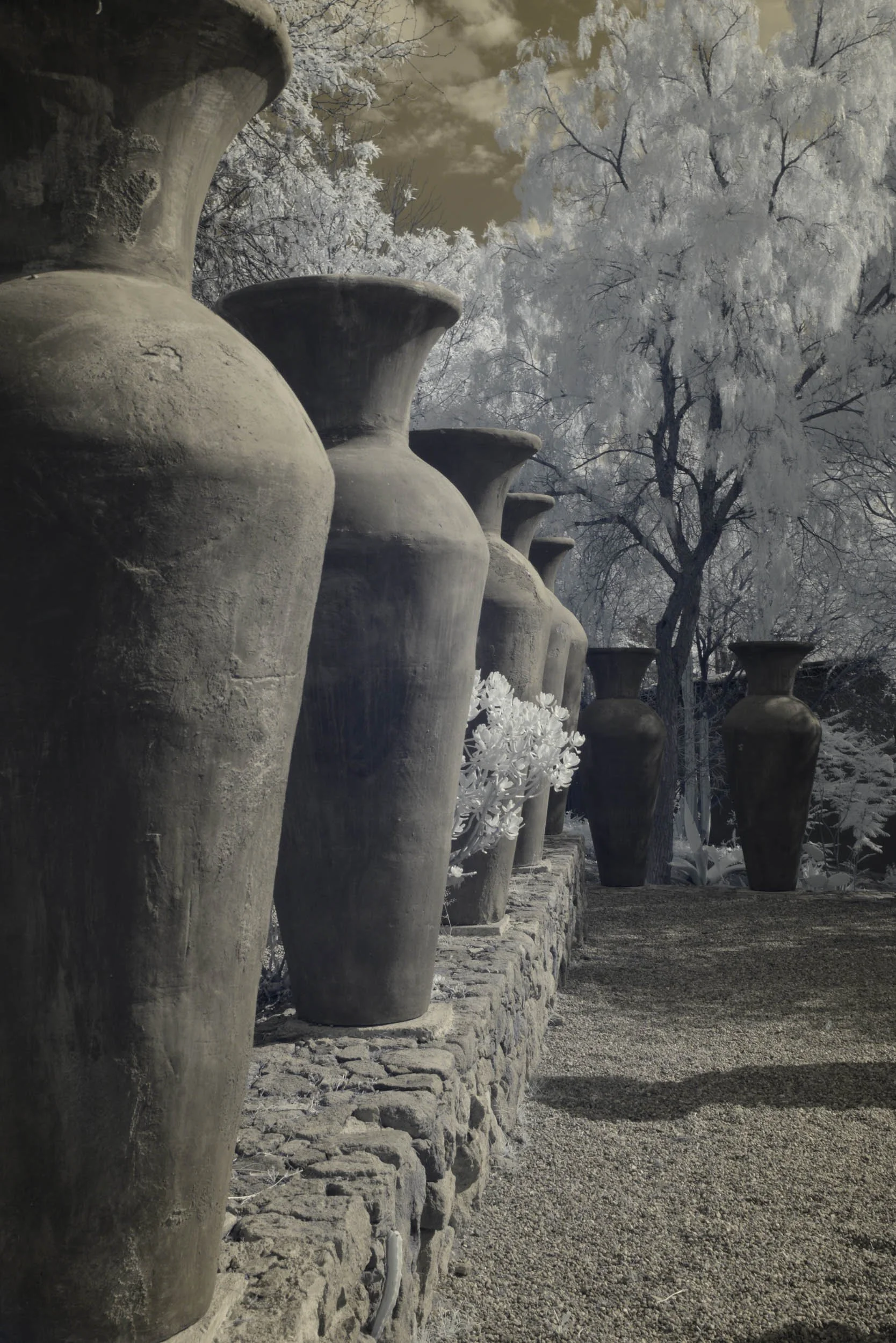 B&W-Infrared-010-Planters.jpg
