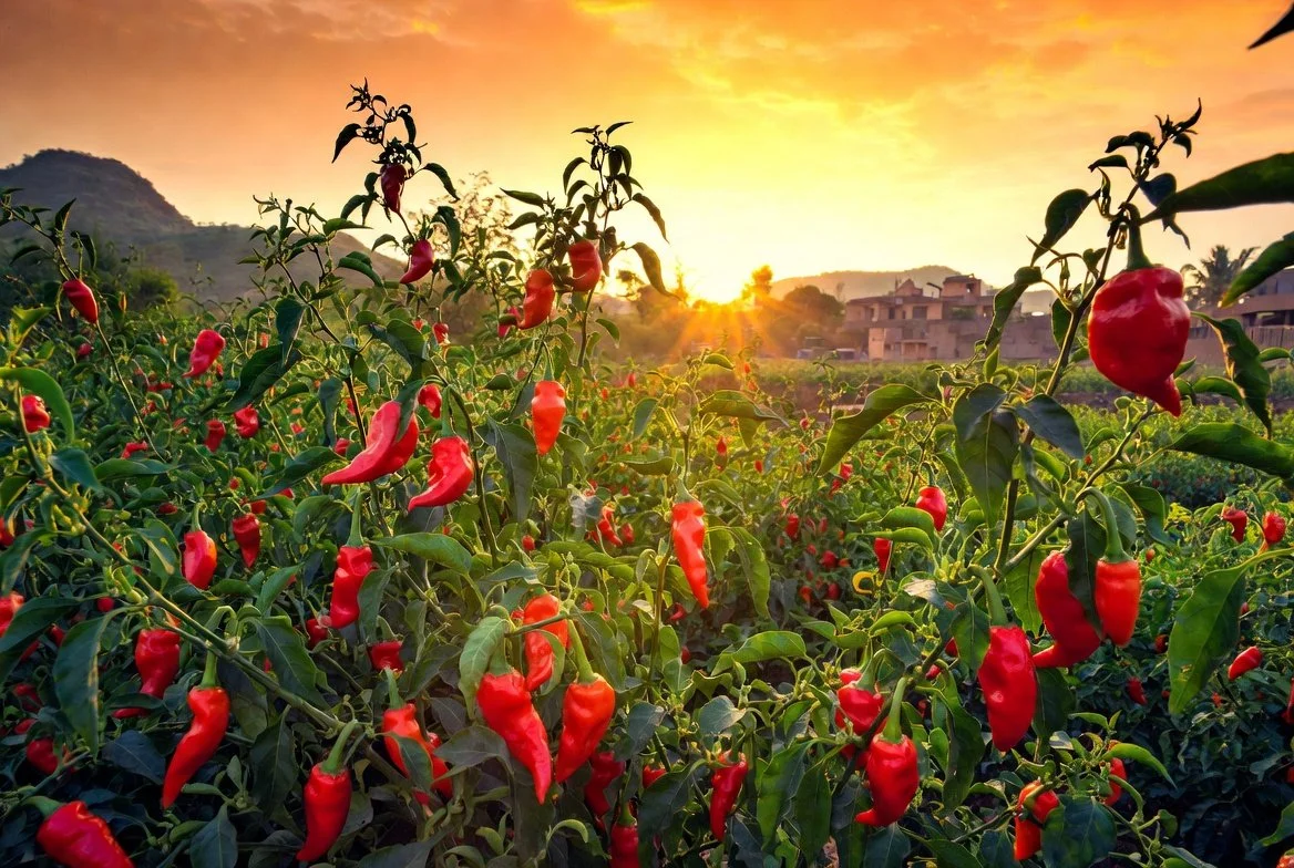Red chili peppers growing on plants during sunset in a rural area with mountains and houses in the background.