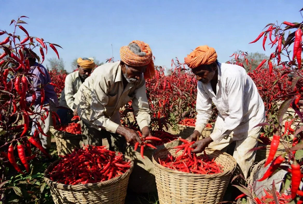 Farmers harvesting red chili peppers in a field with baskets.