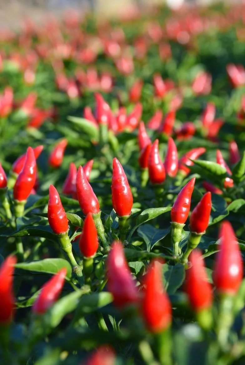 Row of red chili peppers growing on plants in a garden with a blurred background.