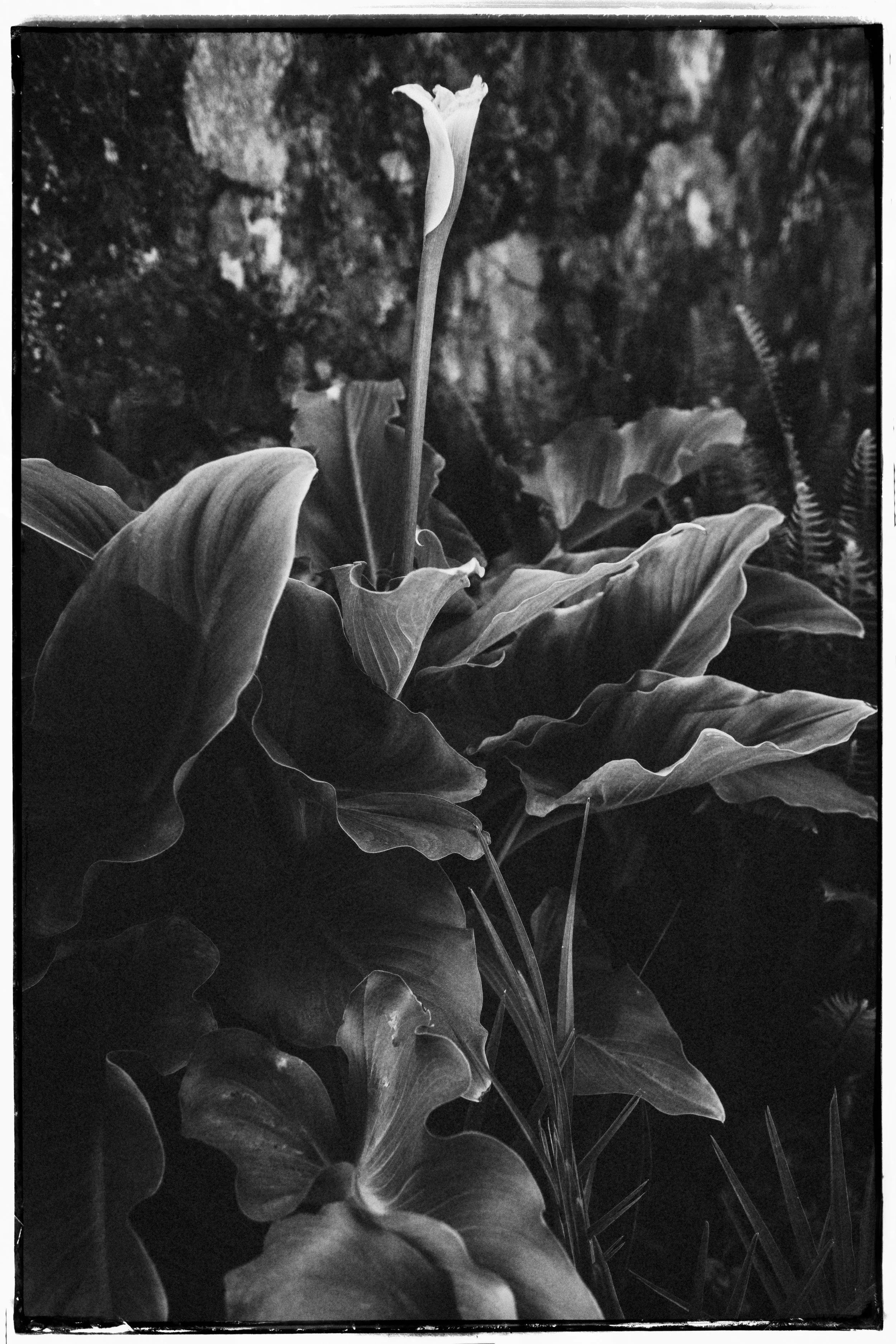 Villa Almanita Gardens Analogue Photography   jo kemp -2.jpg