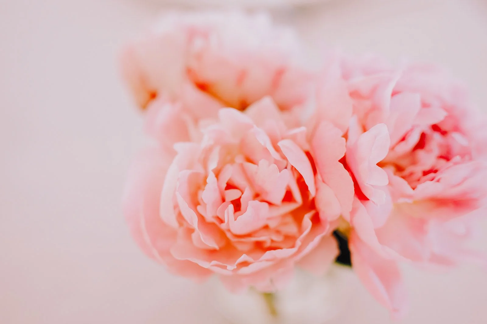 Wedding Day Carnations - Jo Kemp Photography.jpg