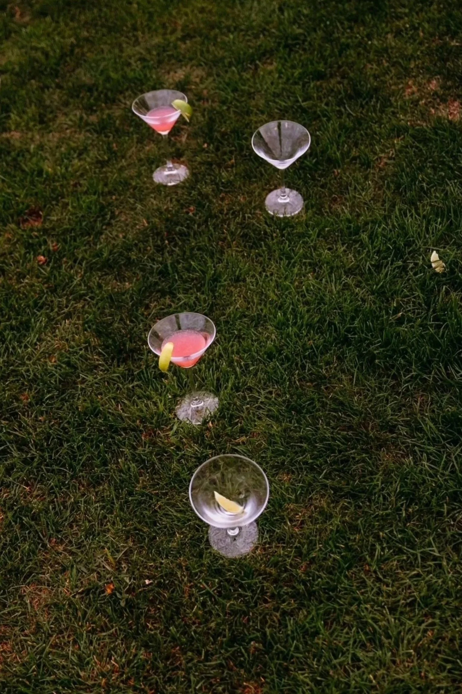 Wedding cocktails on the lawn at Primrose Hill farm by jo kemp photography