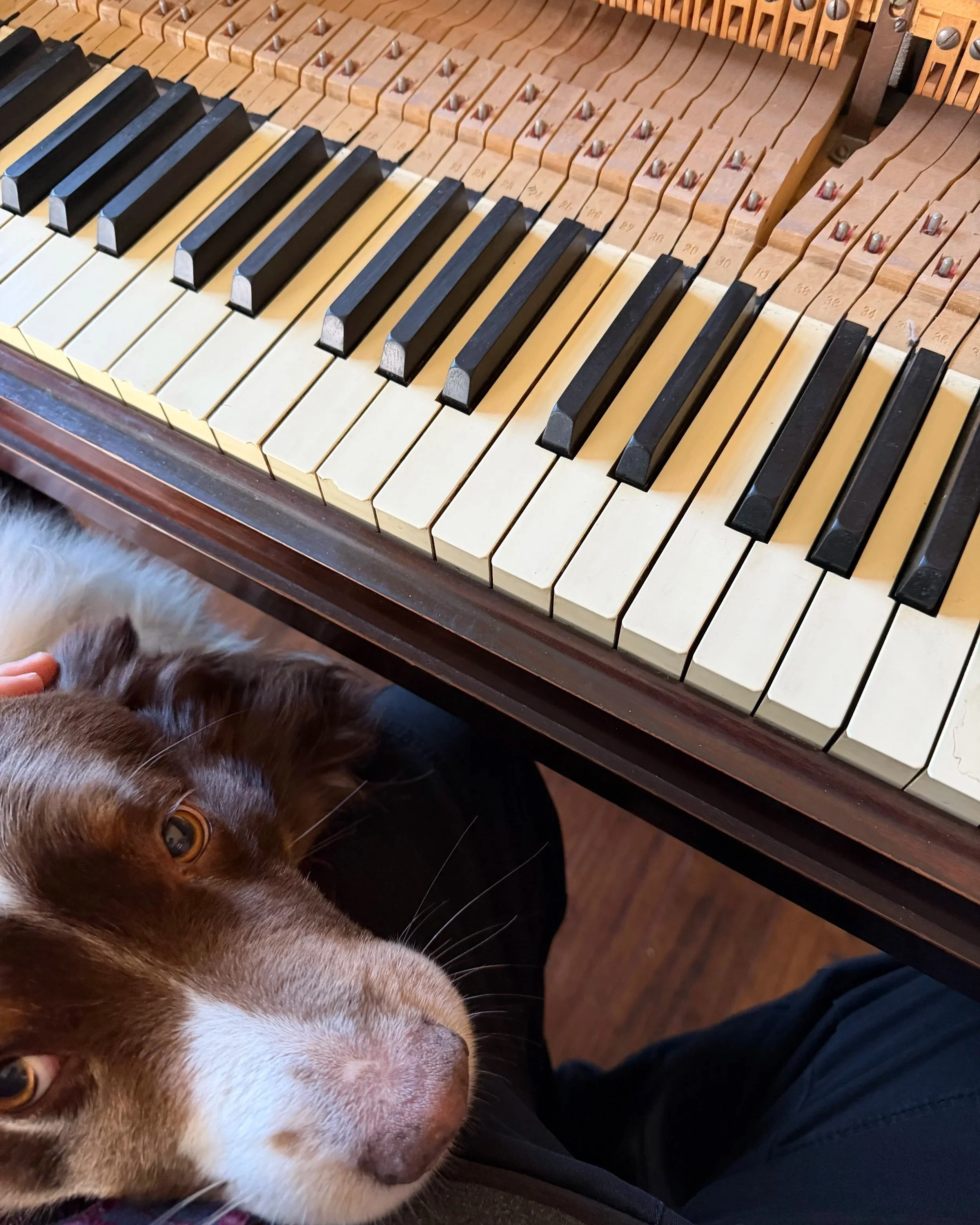 Close-up of a brown and white dog lying on a person's lap near a piano keyboard, with the person's leg and a furry object partially visible in the foreground.