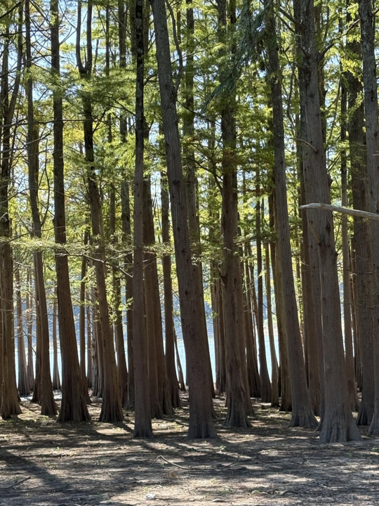 A forest scene featuring tall trees with trunks extending upward, some showing sunlight filtering through green leaves in the canopy.