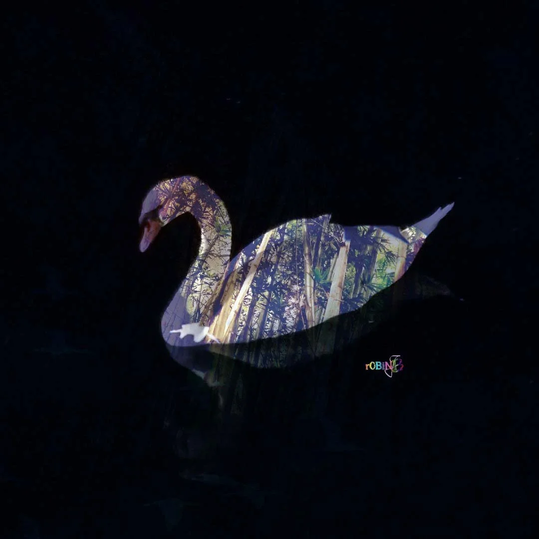 Swan
