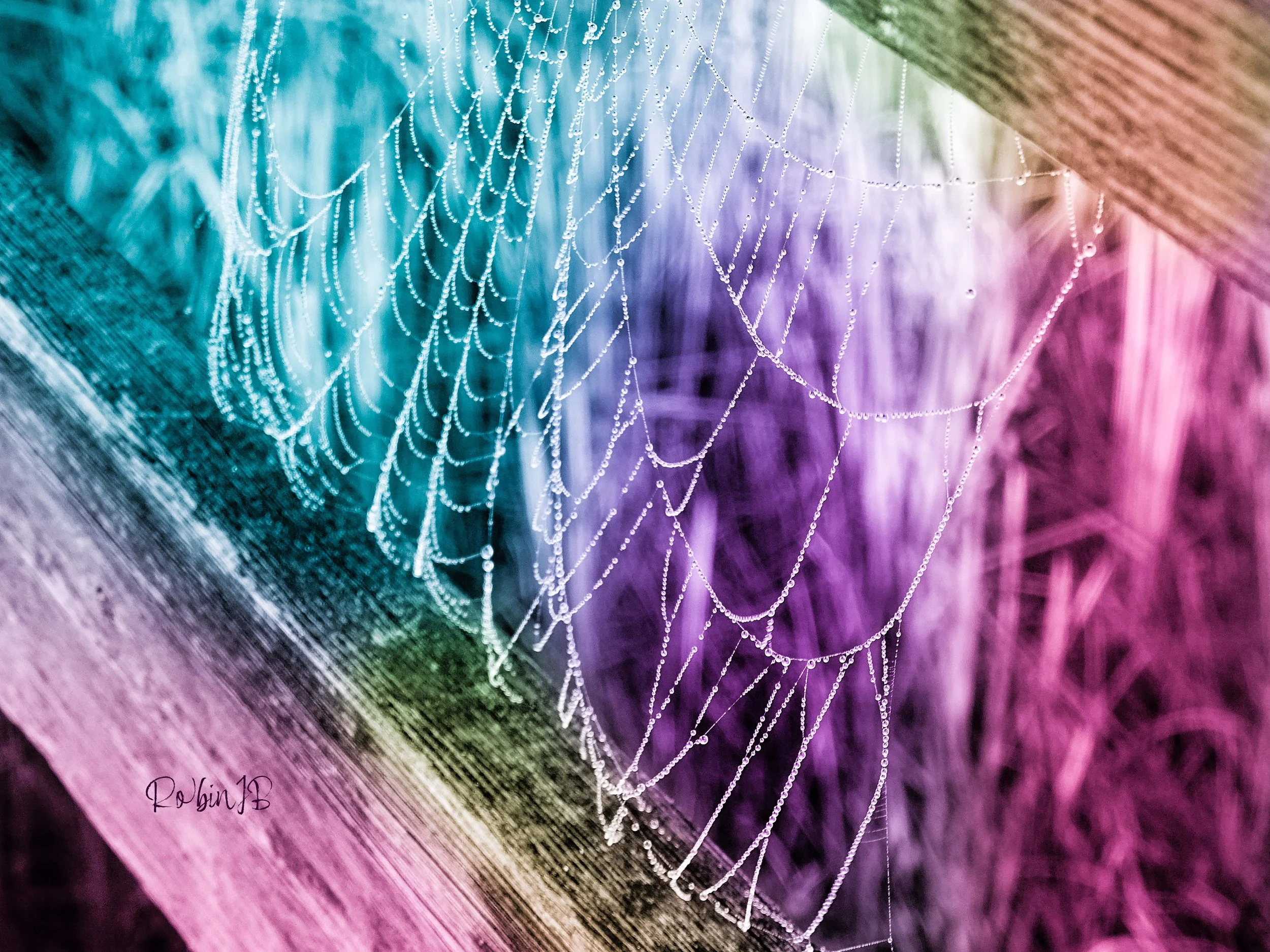 Rainbow Web