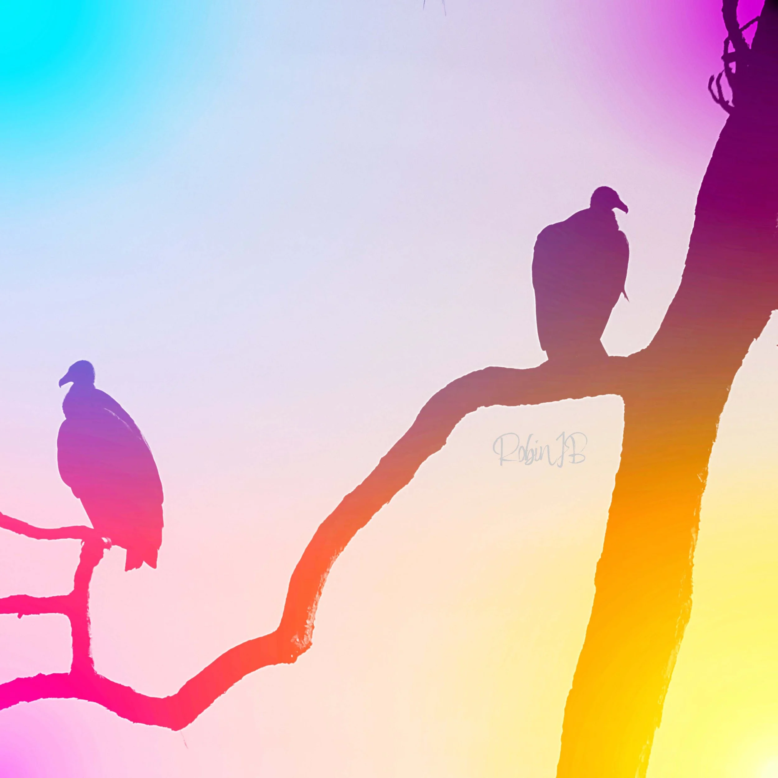 Rainbow Vultures