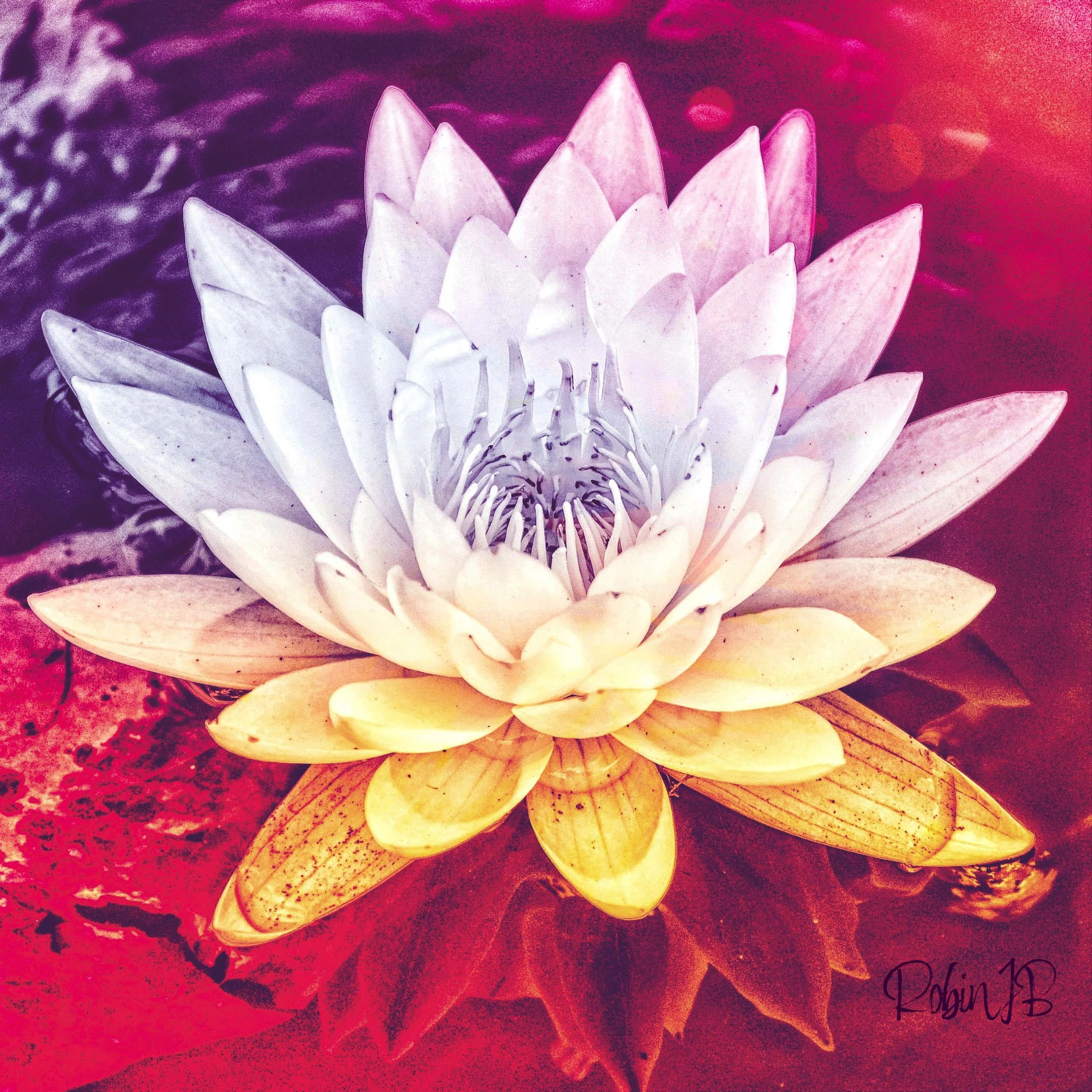 Fire Flower v2