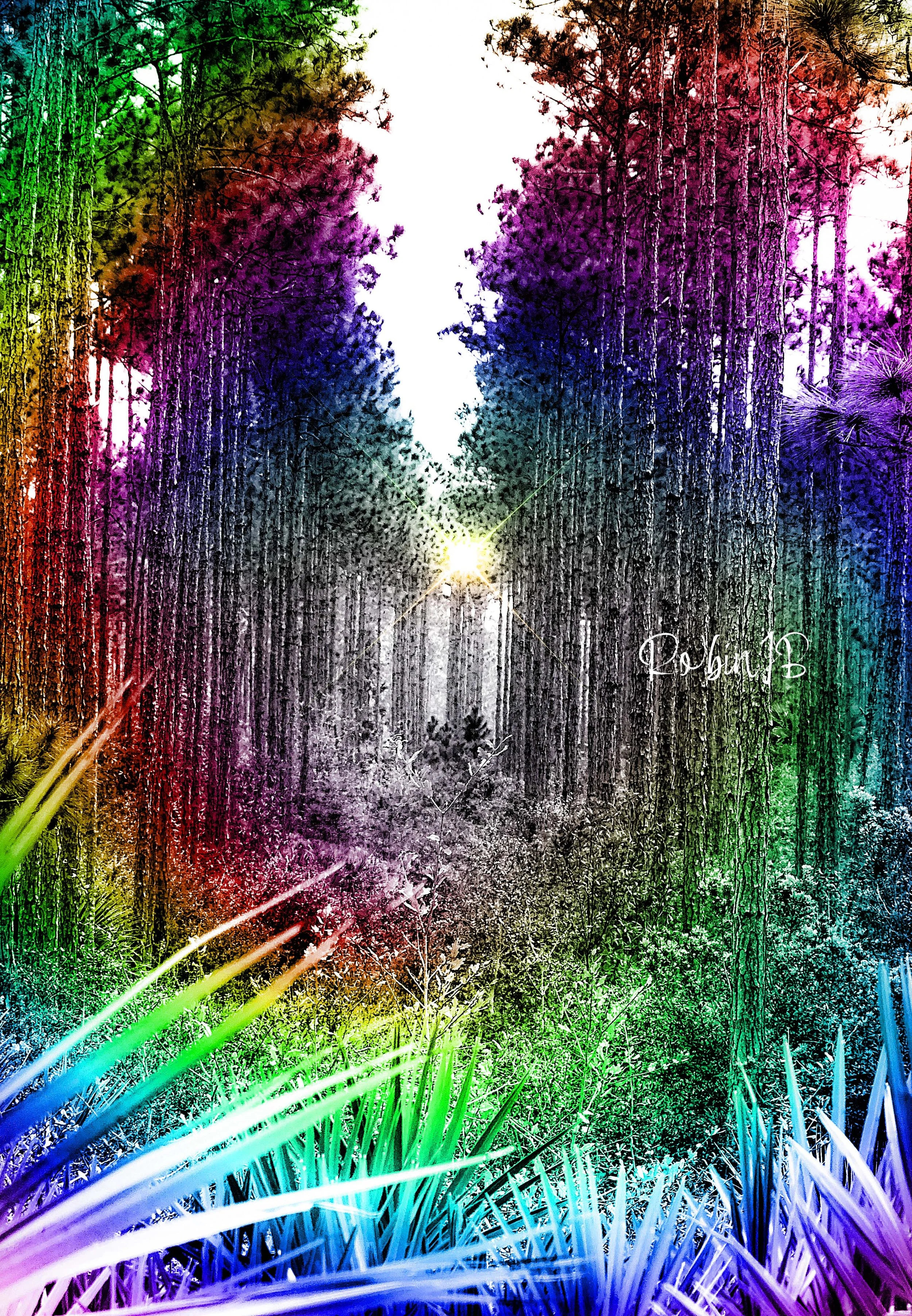 Rainbow Forest
