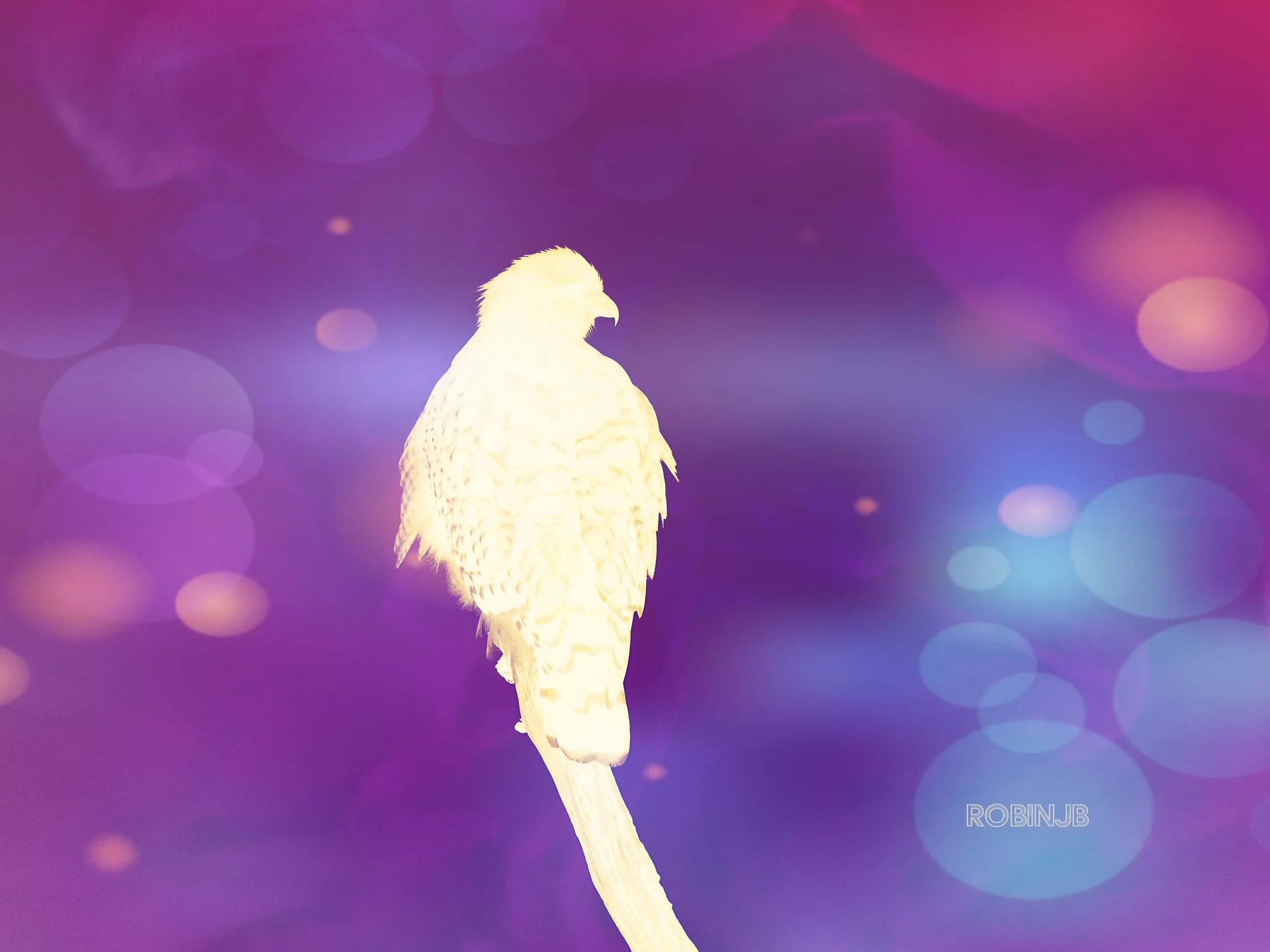 Cosmic Hawk