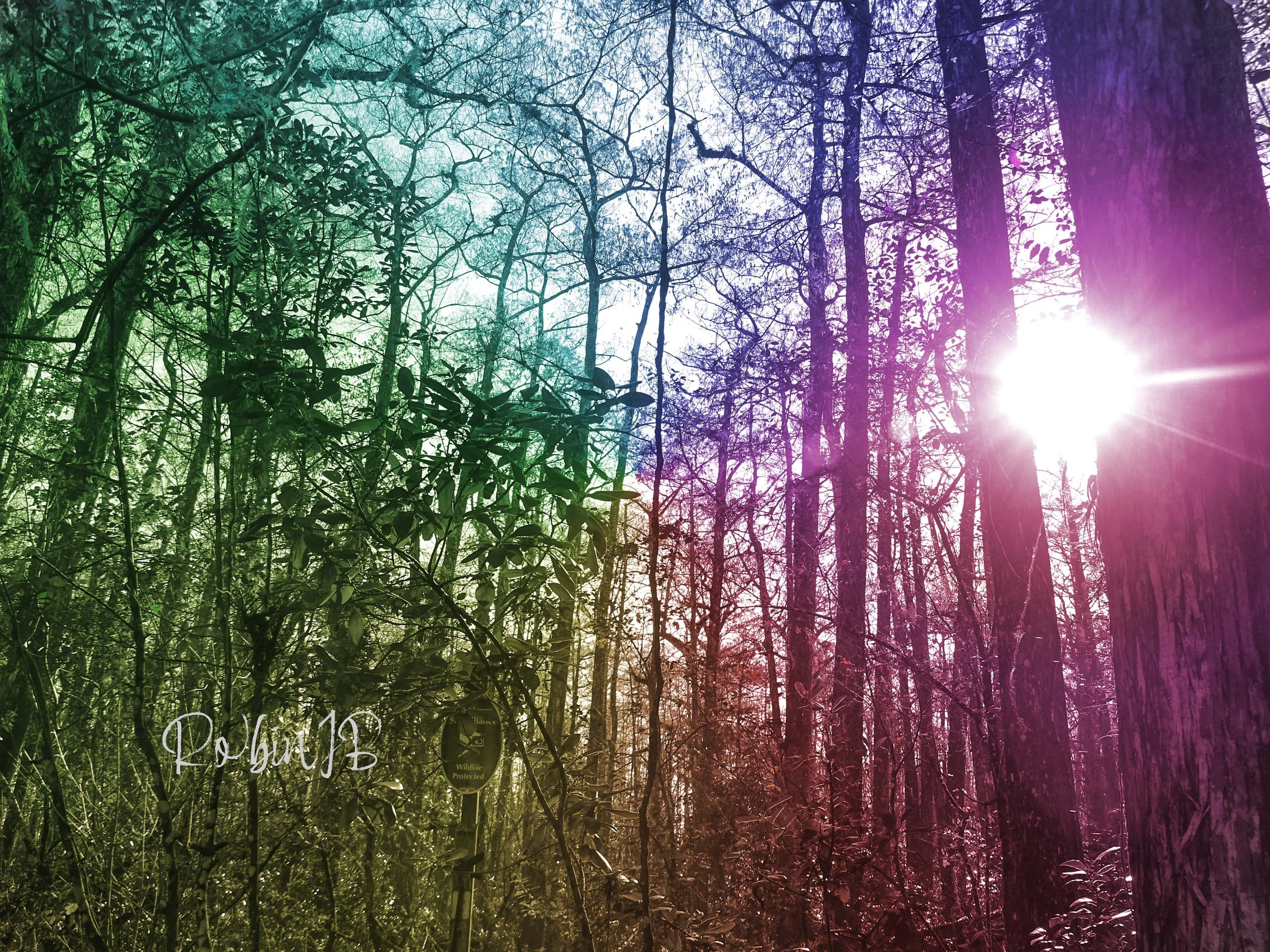 Rainbow Forest v2