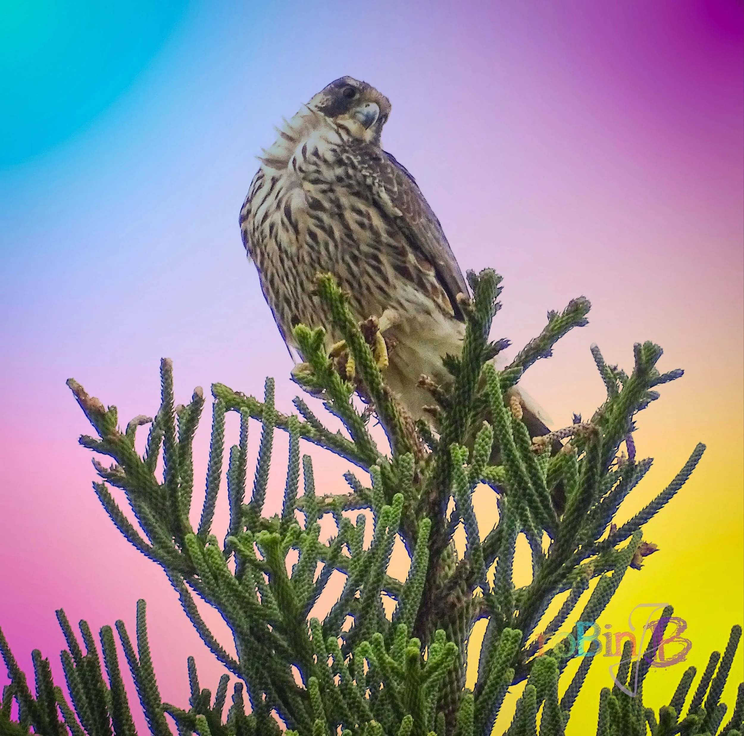 Rainbow Falcon
