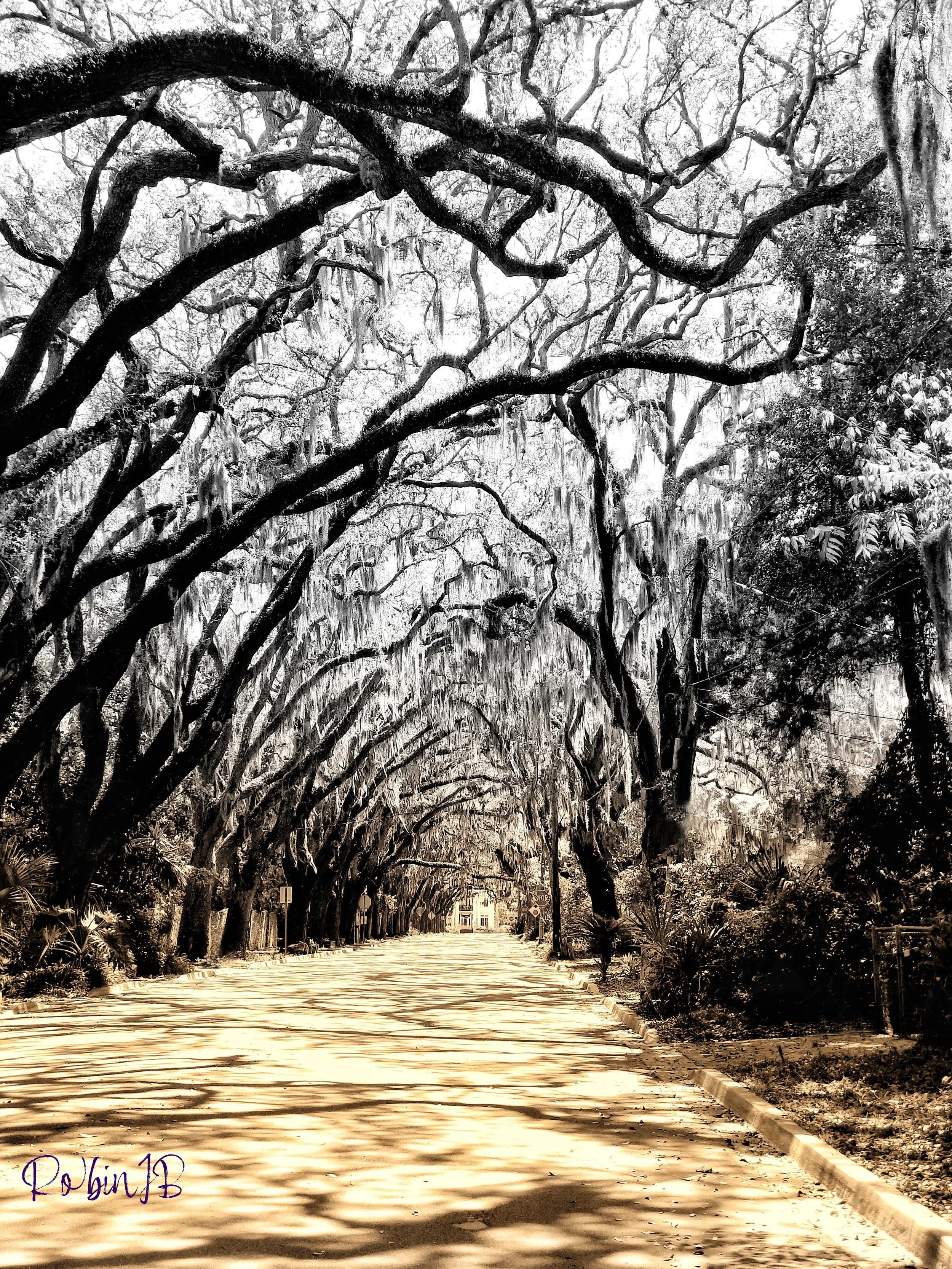 Magnolia St