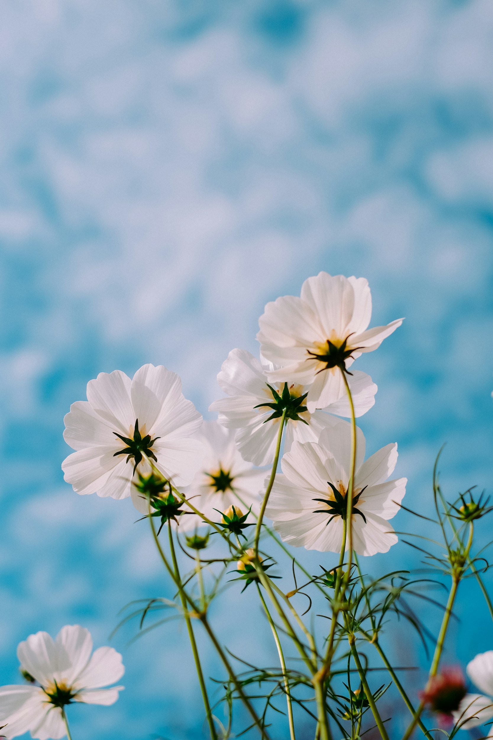 White flowers with dark centers against a bright blue sky with scattered clouds.